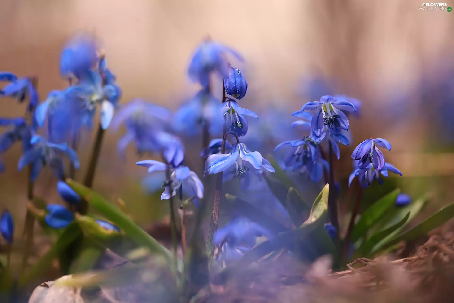 Siberian squill, Blue, rapprochement, Flowers