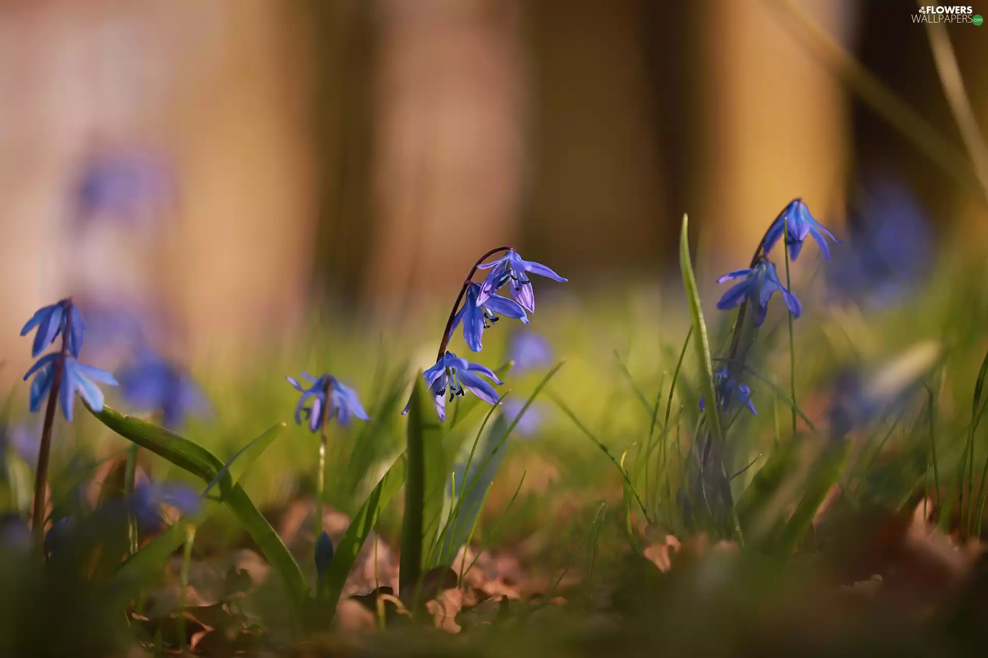 Siberian squill, Blue, Flowers, rapprochement