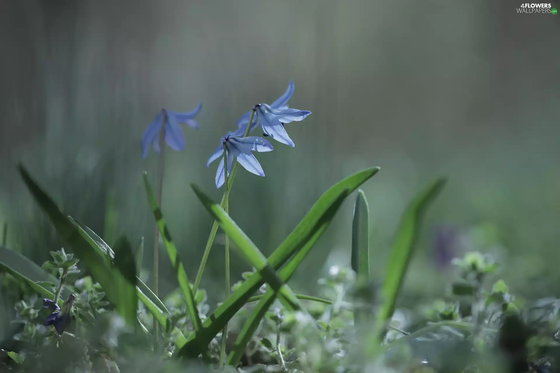 Siberian squill, Blue, Flowers, rapprochement