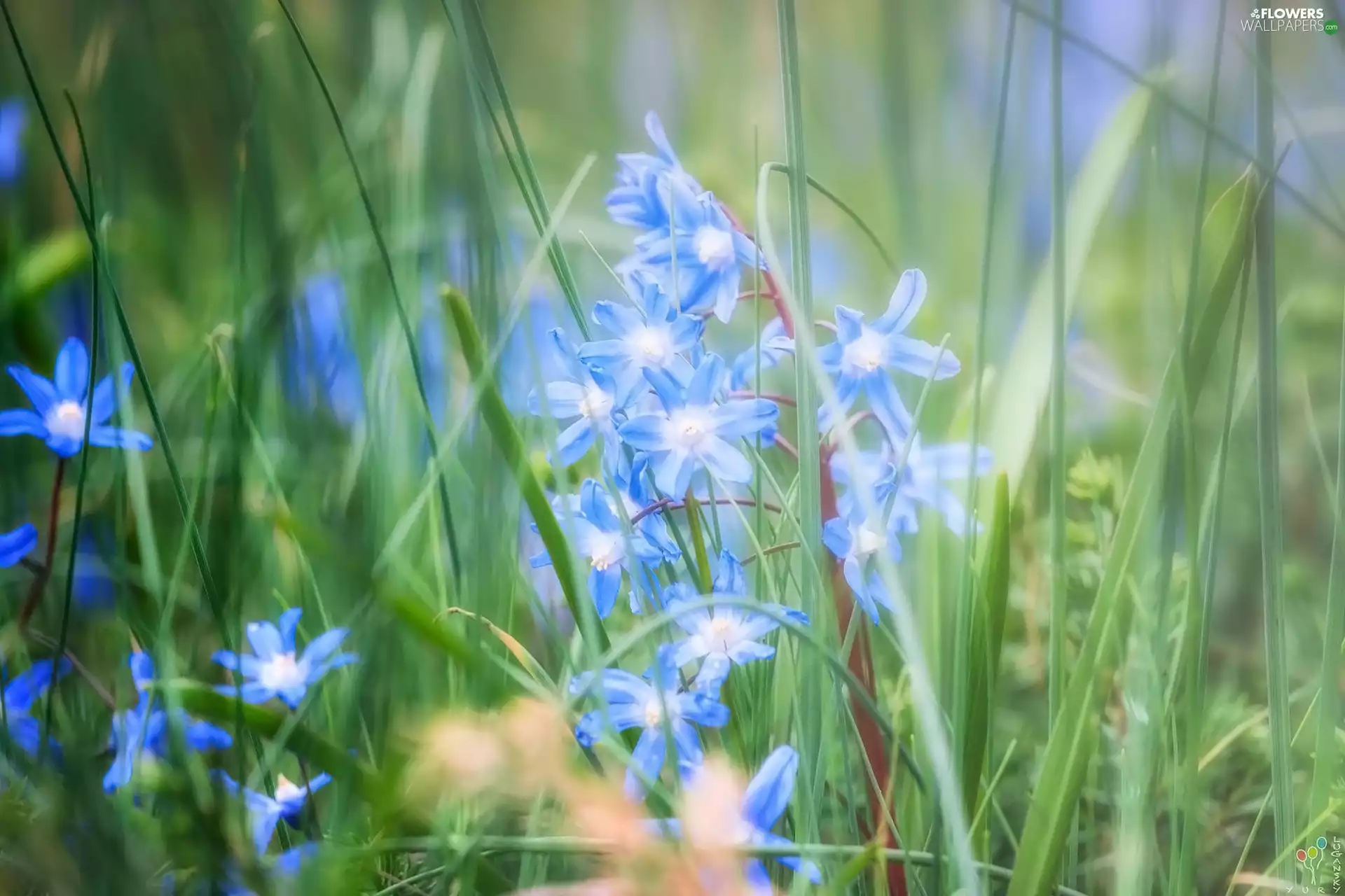 blur, Flowers, Glory of the Snow