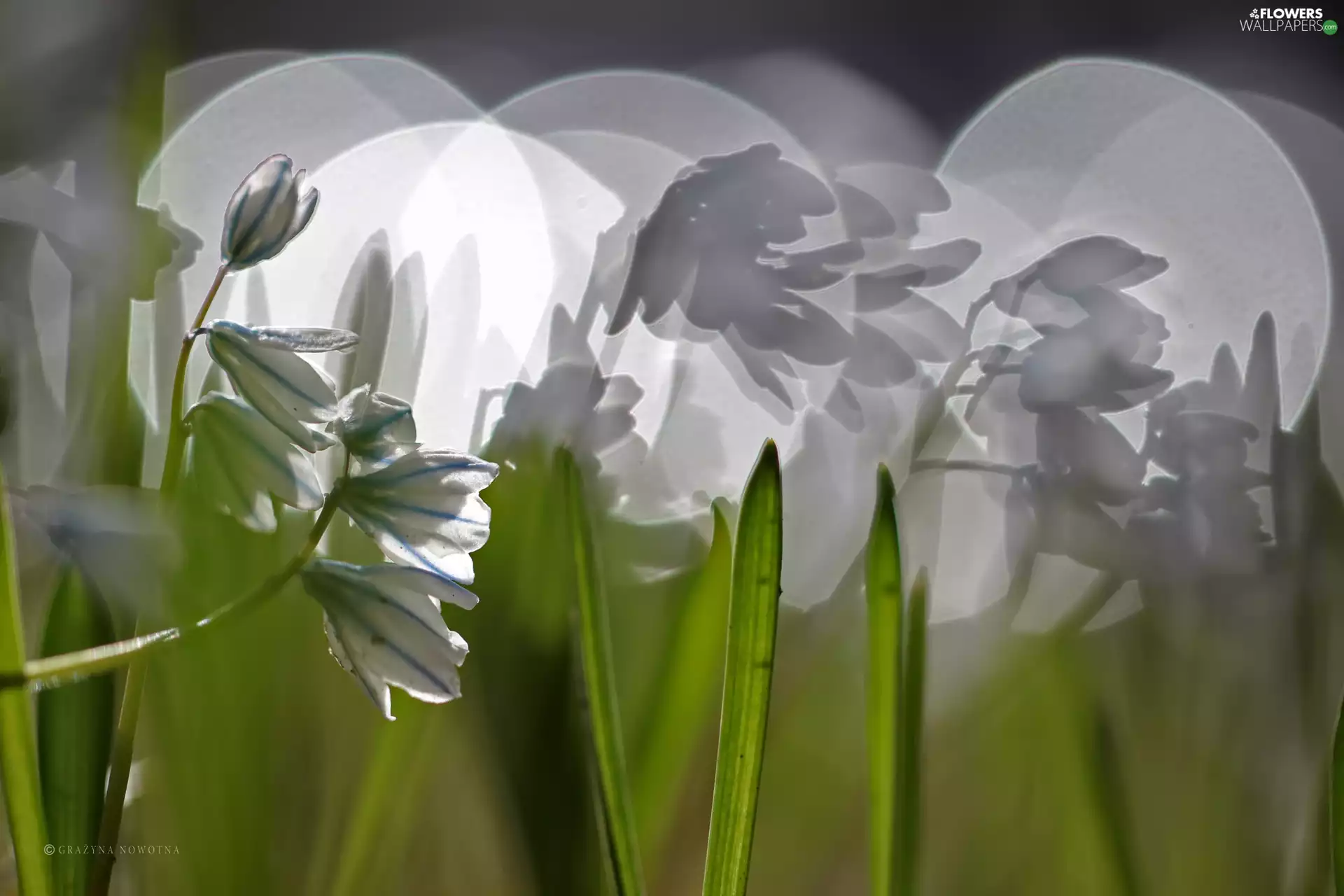 Siberian squill, Bokeh, Close, Flowers