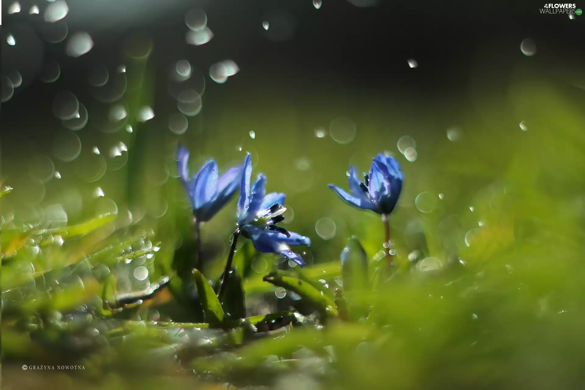 Siberian squill, Flowers, drops, Blue