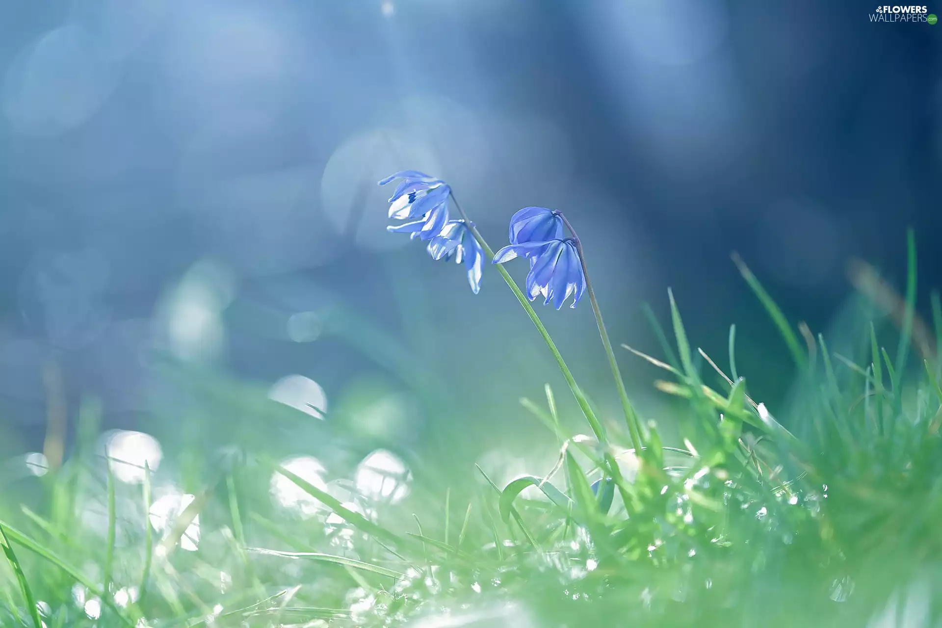 Siberian squill, Flowers, rapprochement, Blue