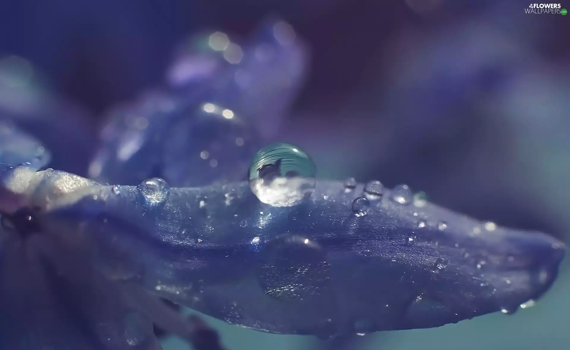 drop, Close, petal, squill, Colourfull Flowers