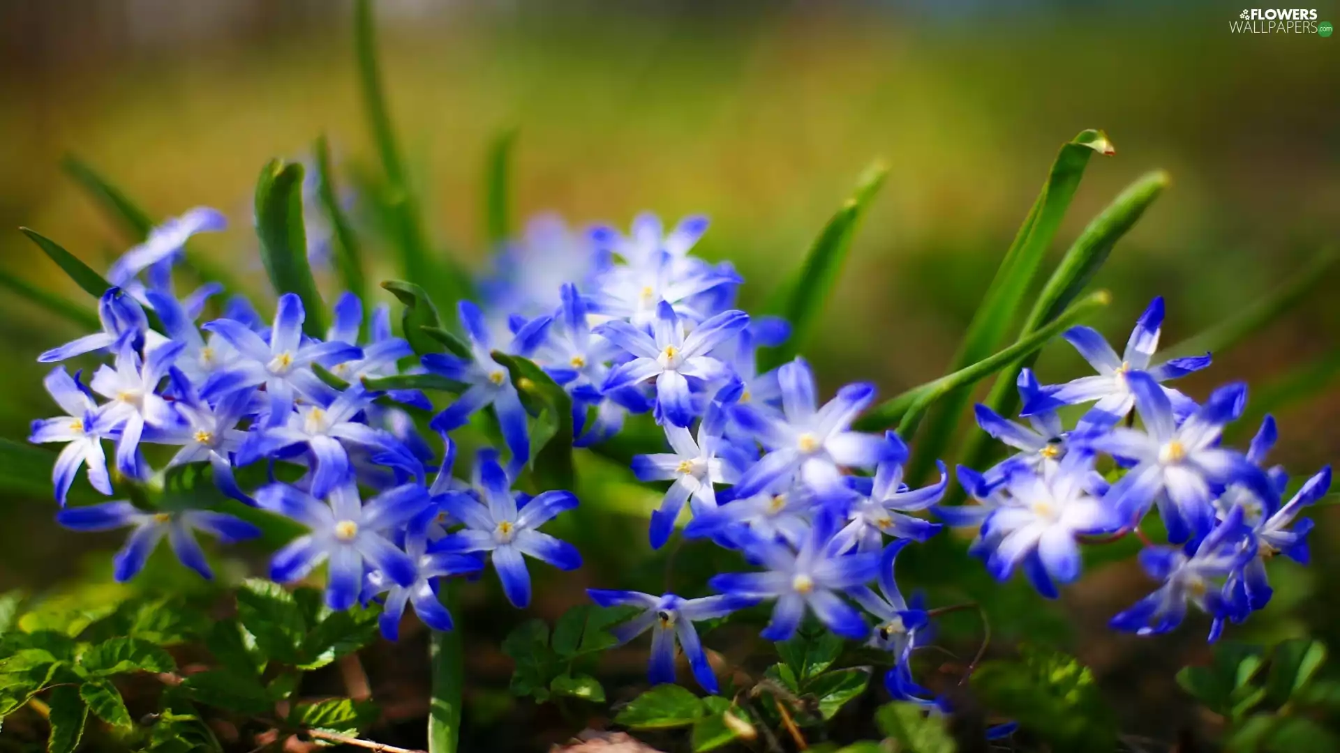 squill, Siberian