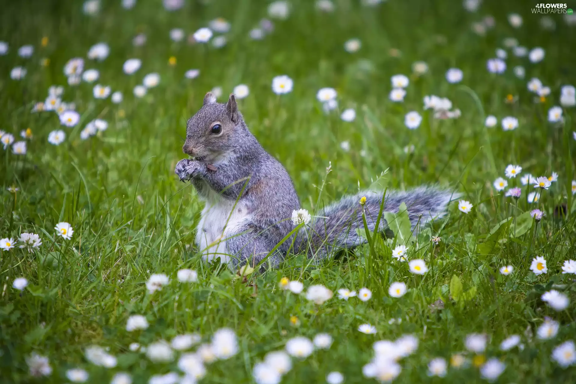 Gray, Meadow, daisies, squirrel
