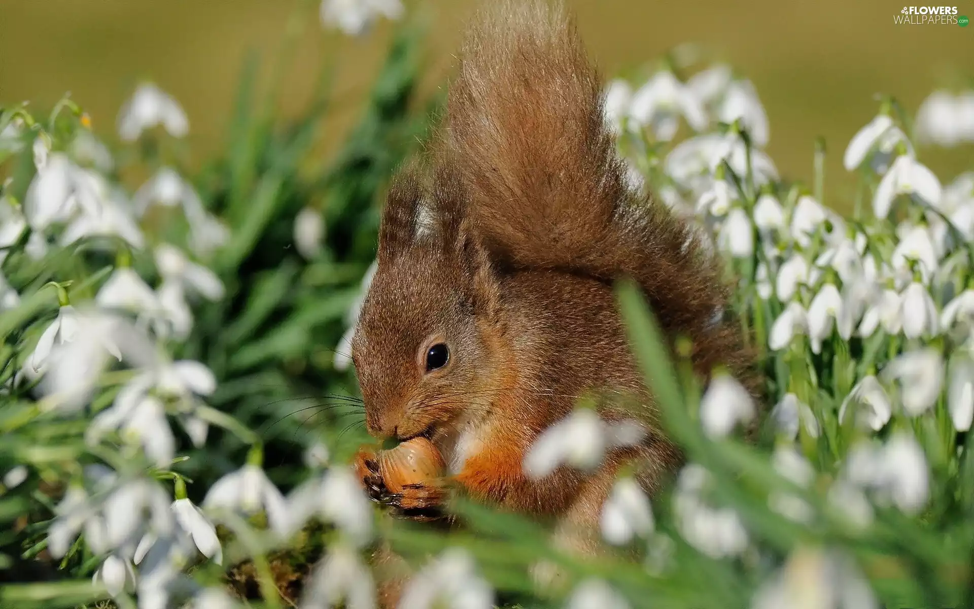squirrel, lilies