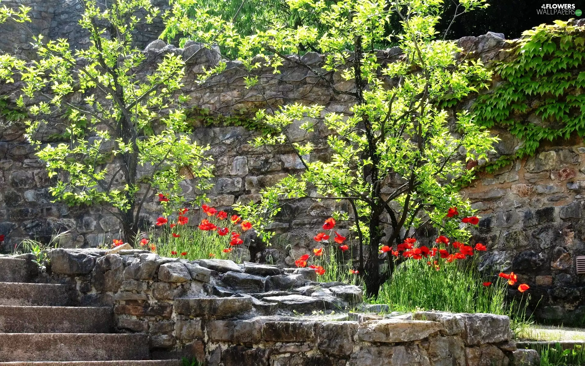 papavers, viewes, Stairs, trees