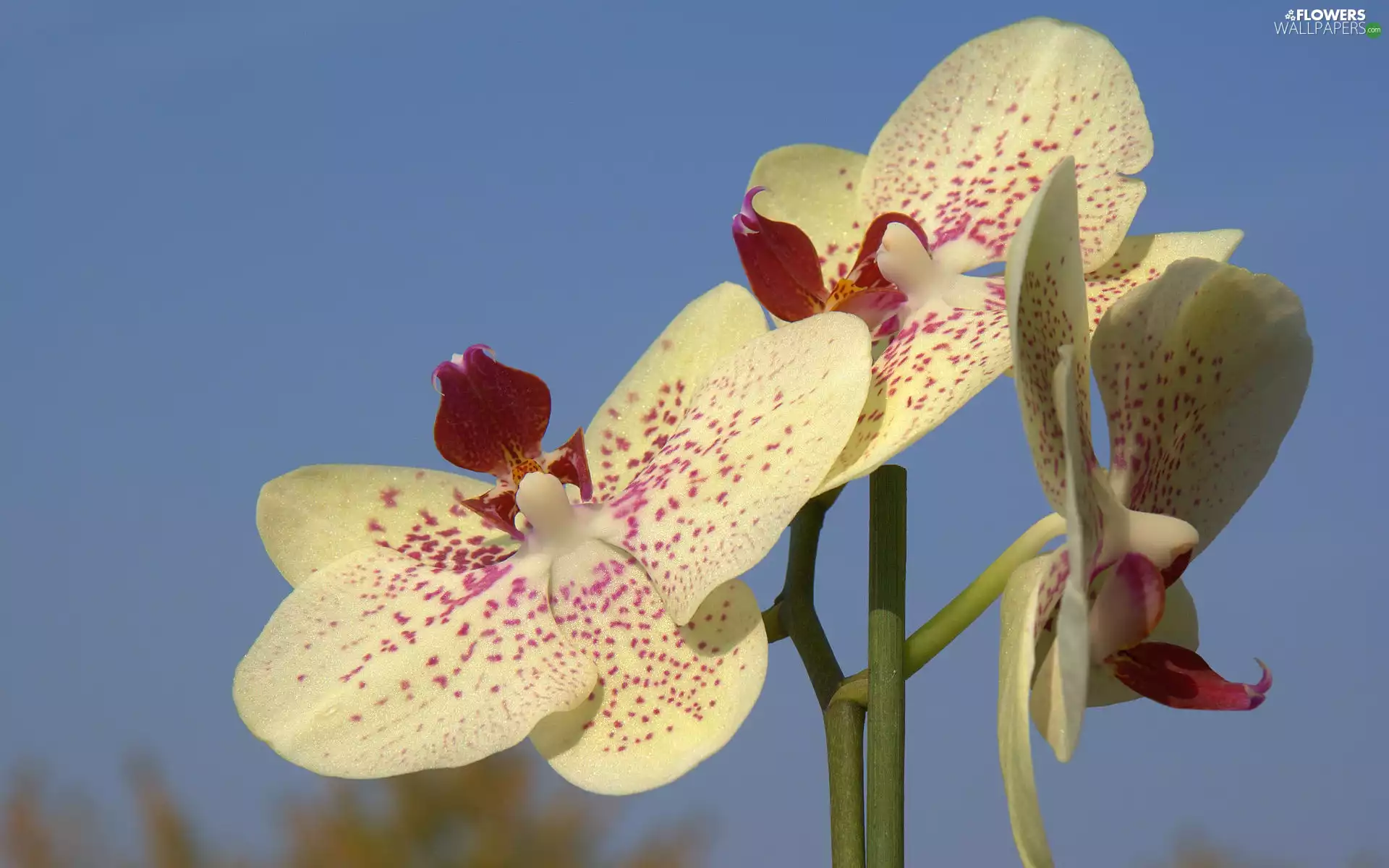 stalk, orchid, flakes