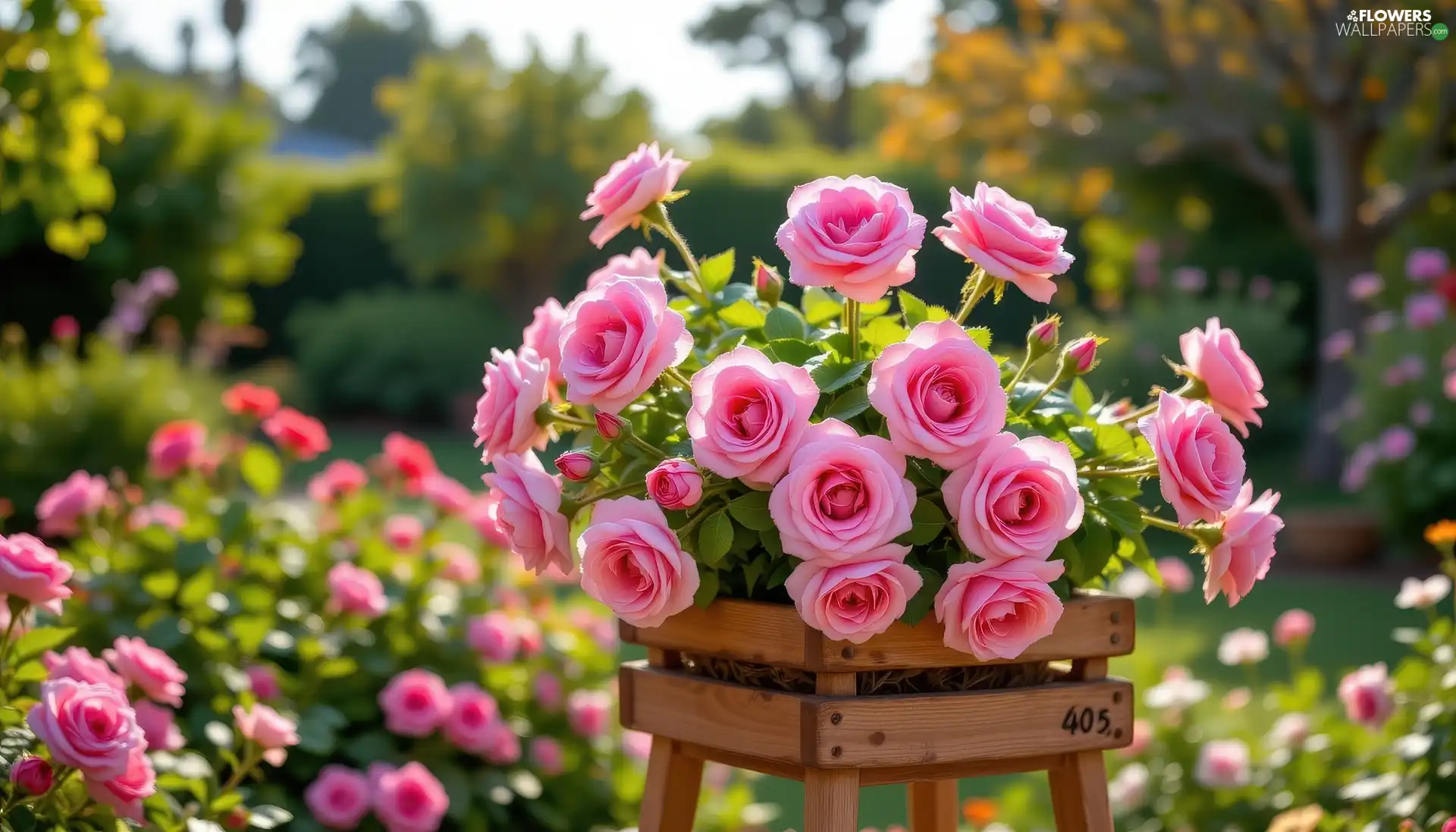 wooden, stand, roses, Pink, Flowers