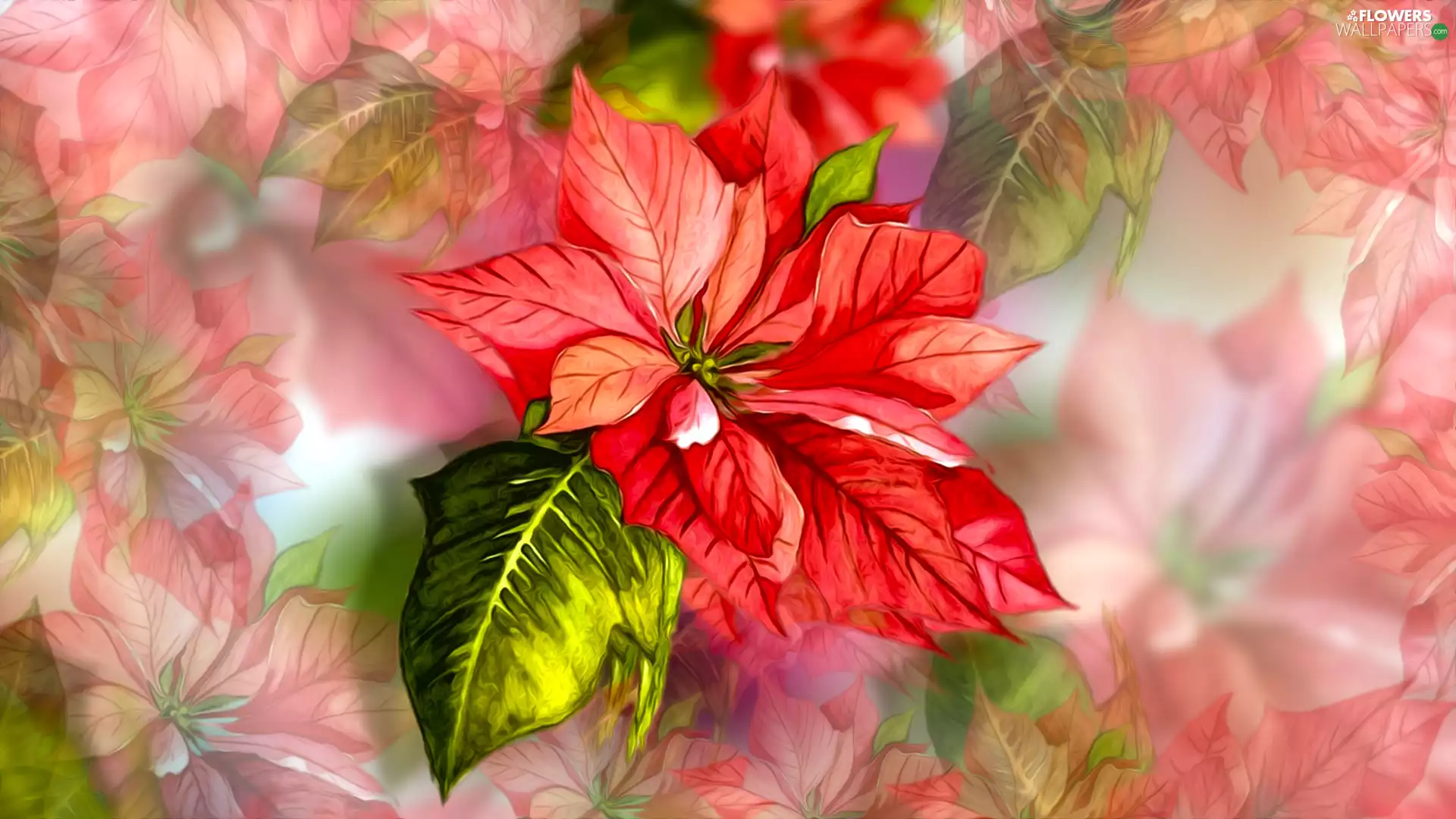 graphics, Colourfull Flowers, star of Bethlehem