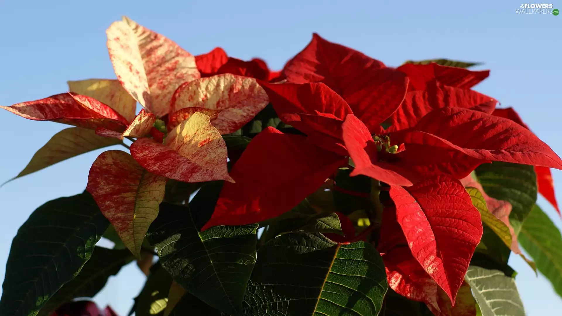 Poinsettia, Colourfull Flowers, star of Bethlehem