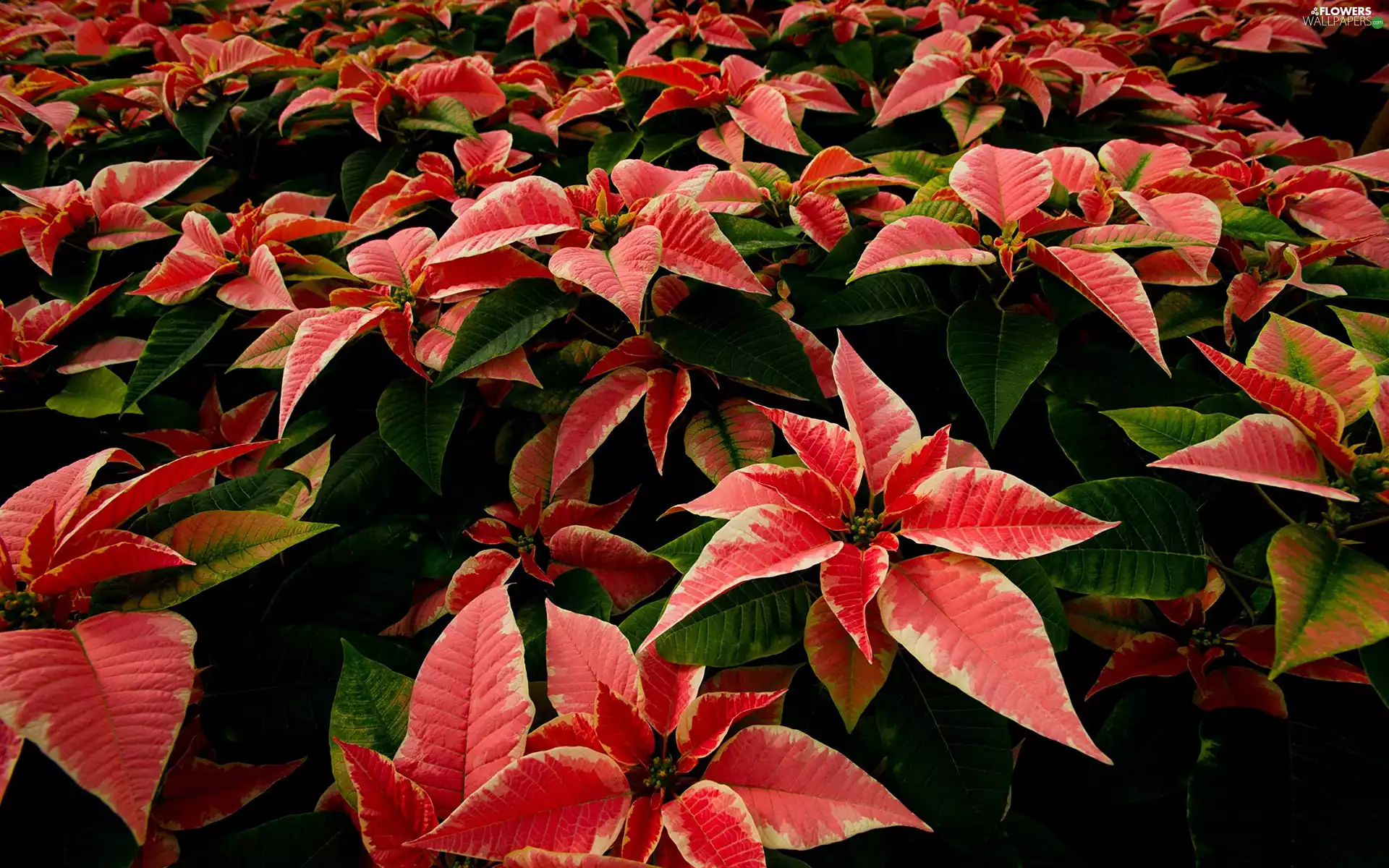 Spurge Comely, Flowers, star of Bethlehem
