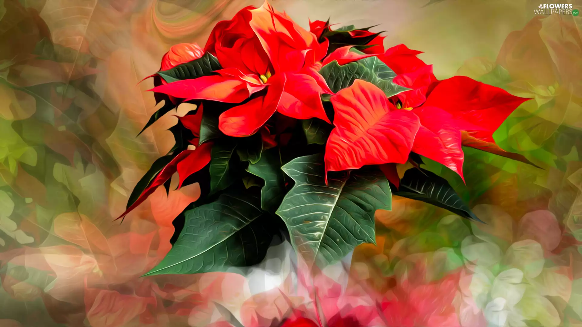 Flowers, poinsettia, graphics, star of Bethlehem