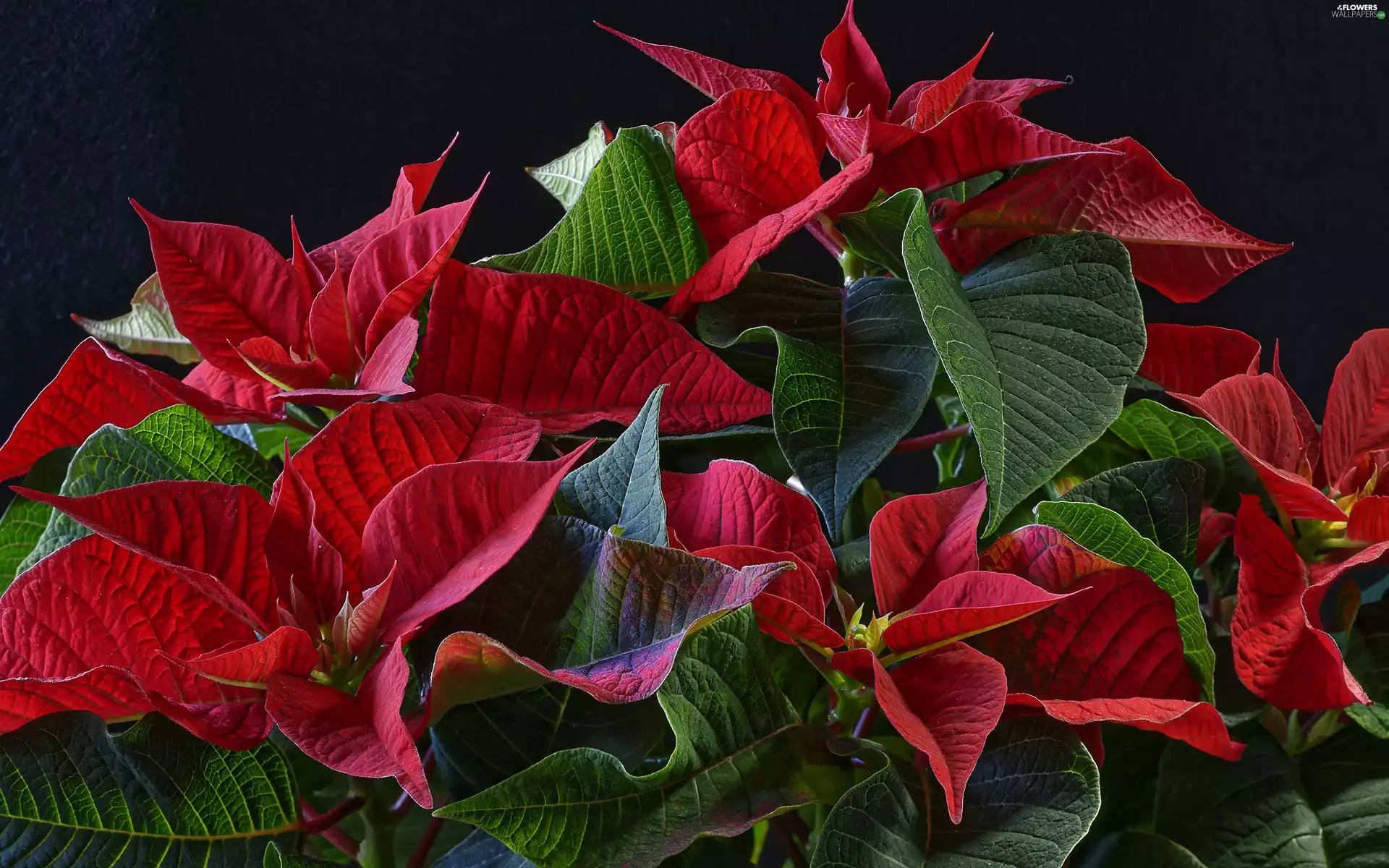 Flowers, poinsettia, Leaf, star of Bethlehem