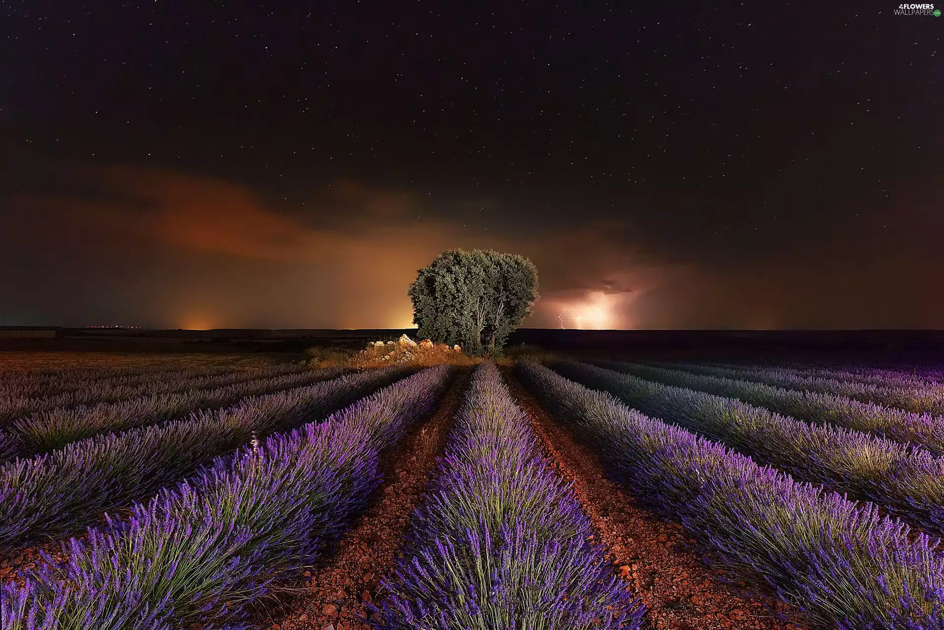 lavender, trees, Night, star, Storm, Field