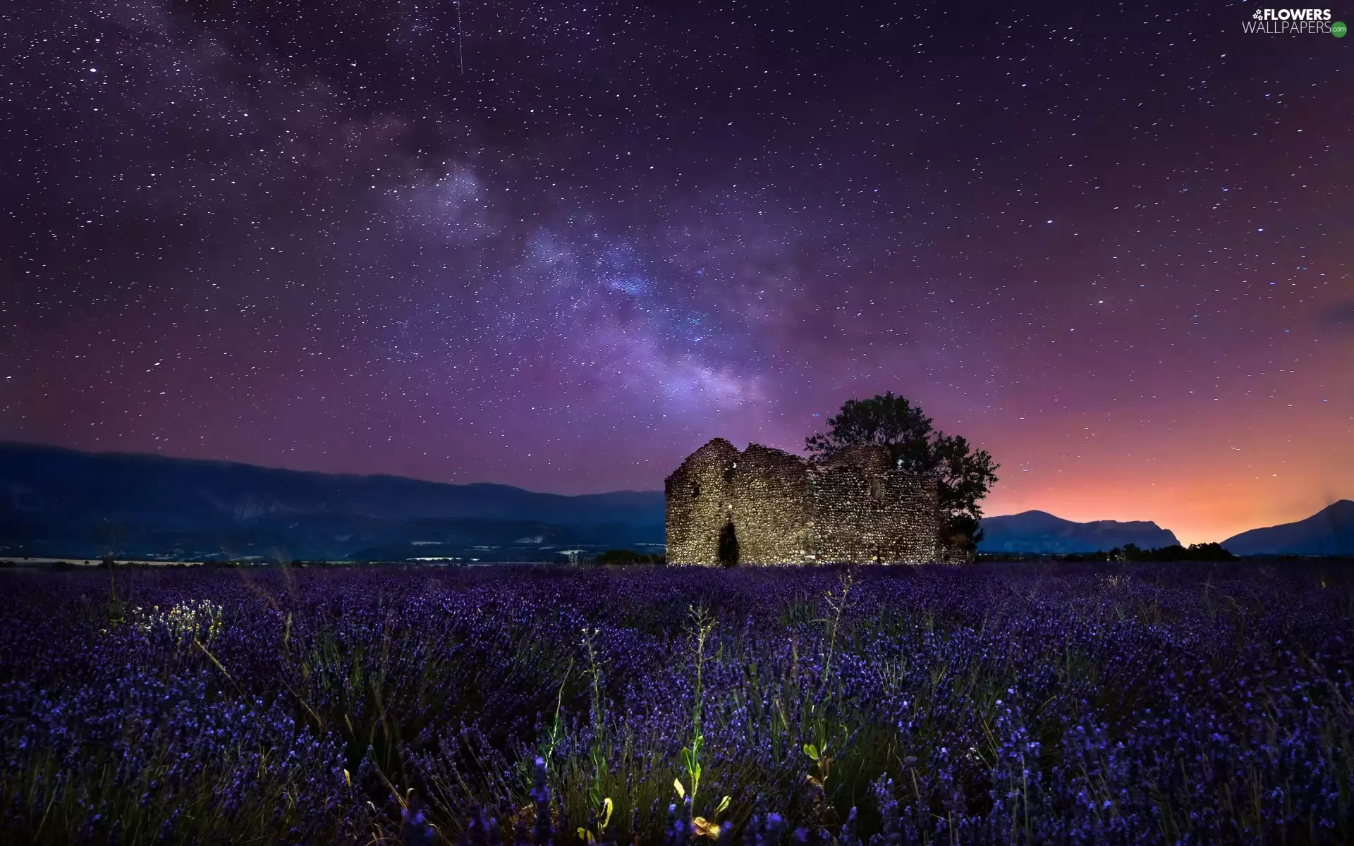 Plateau de Valensole, Star way, ruins, star, Field, Provence, France, Narrow-Leaf Lavender