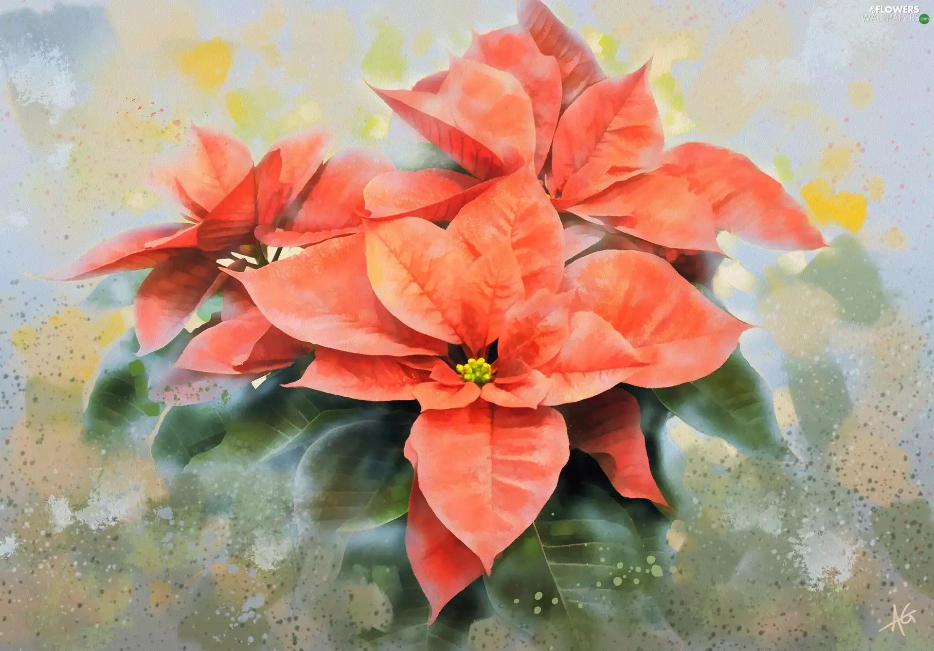 star of Bethlehem, graphics, red hot, poinsettia, Colourfull Flowers