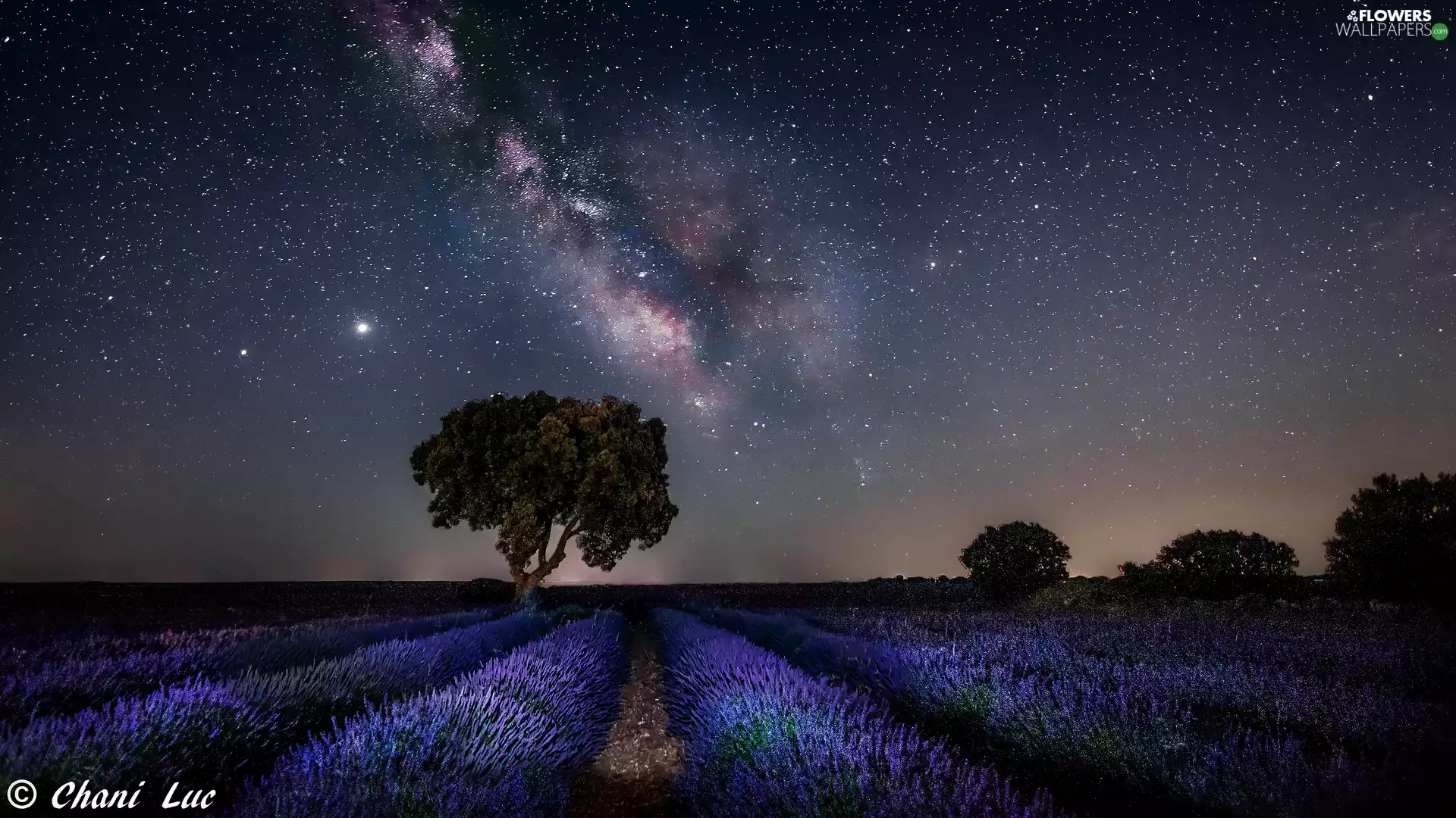 trees, Field, star, Star way, Night, lavender