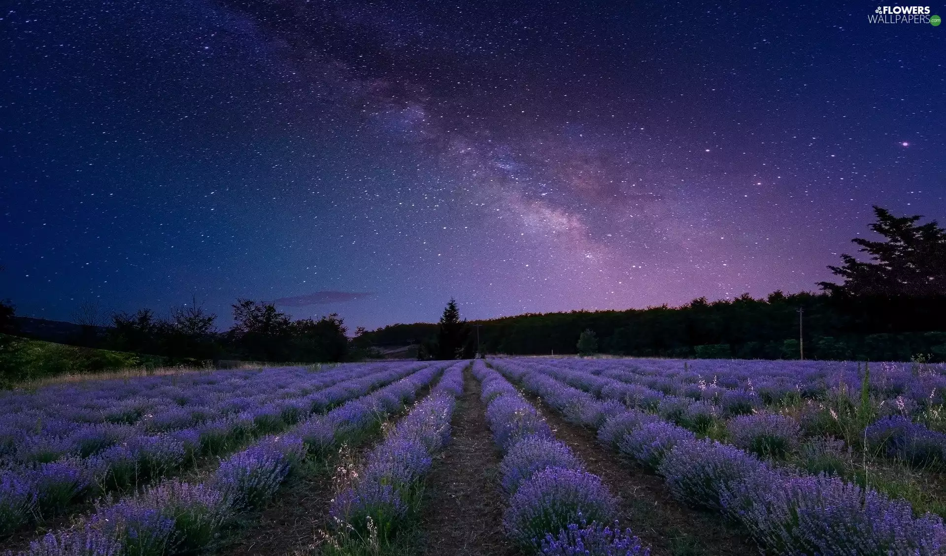 evening, Field, star, Star way, Sky, lavender