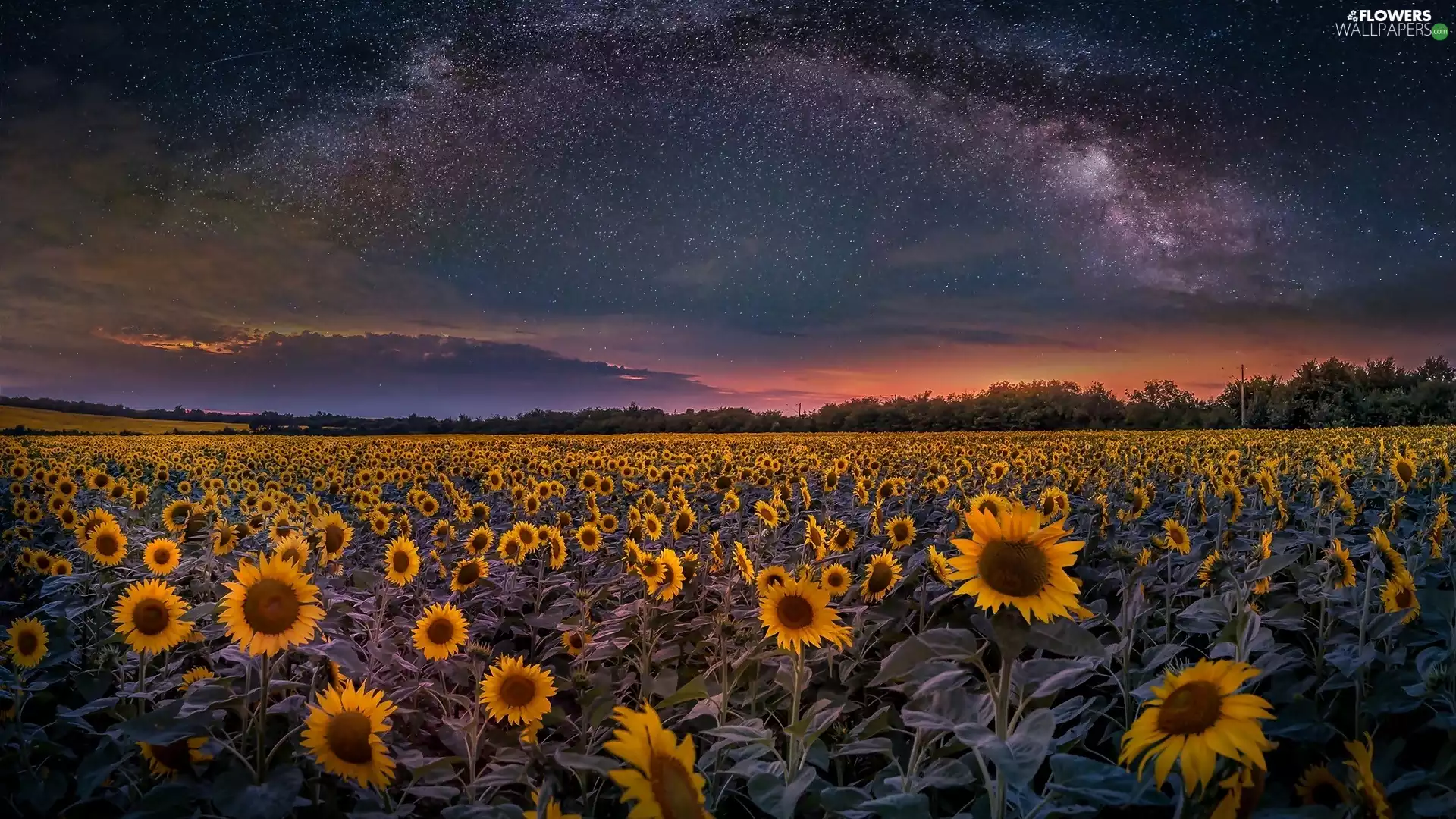 Nice sunflowers, Sky, star, Great Sunsets