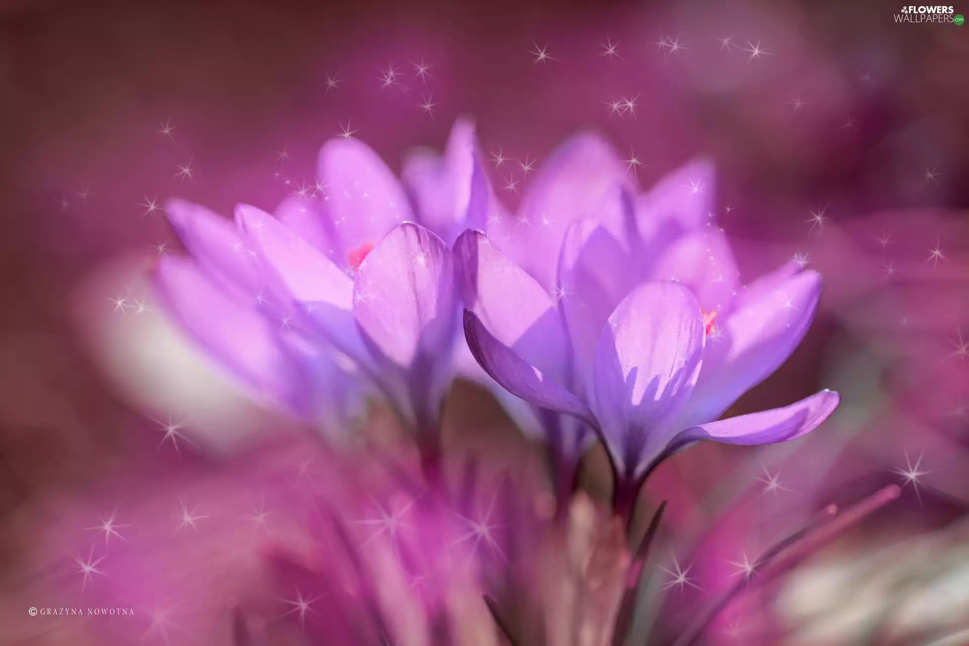 Pink, Flowers, Stars, crocuses