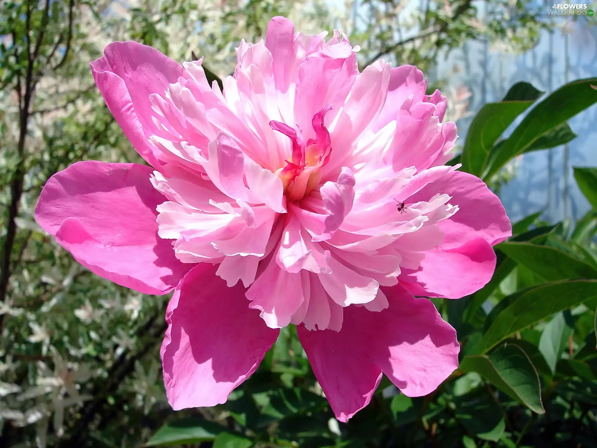 Colourfull Flowers, Pink, stately