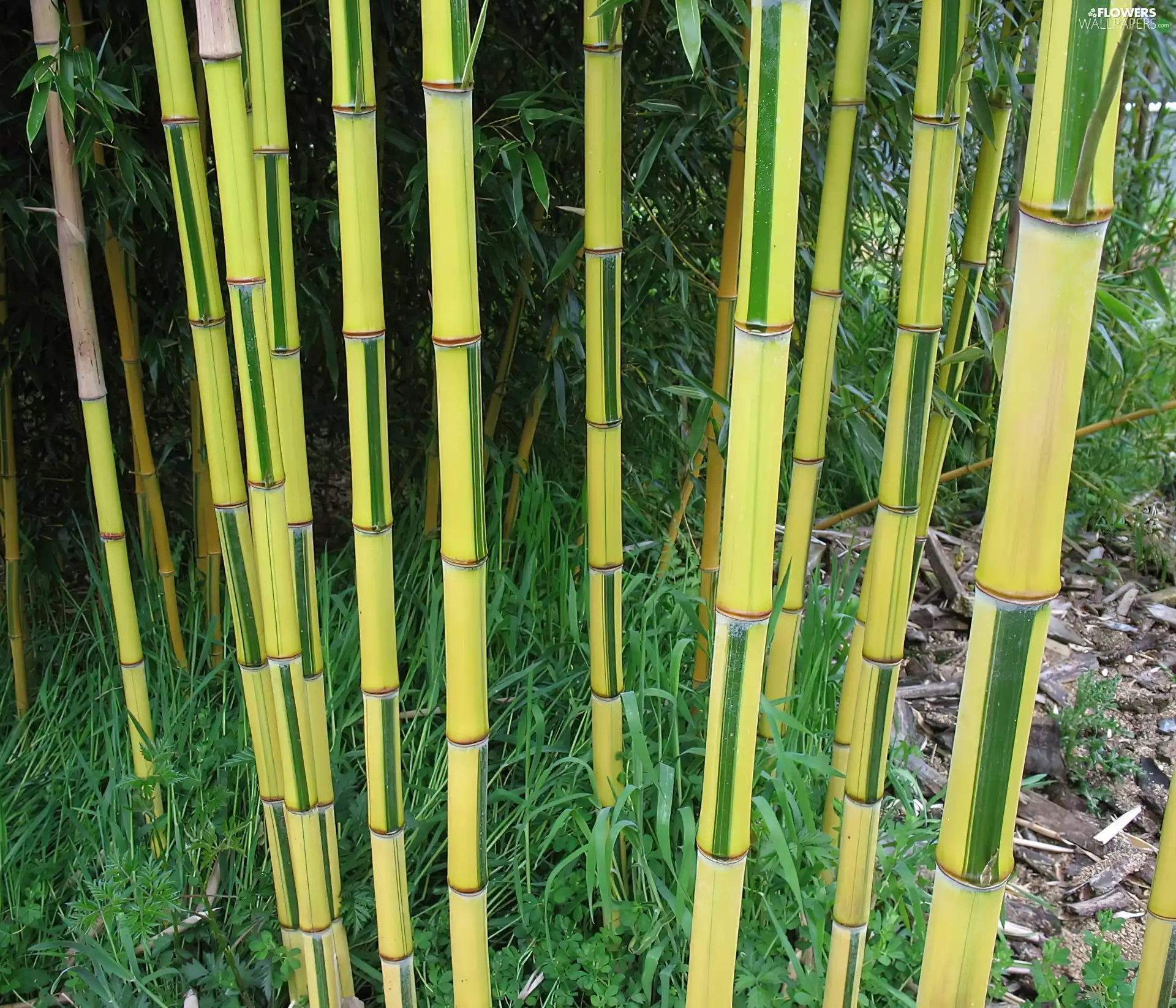stems, bamboo