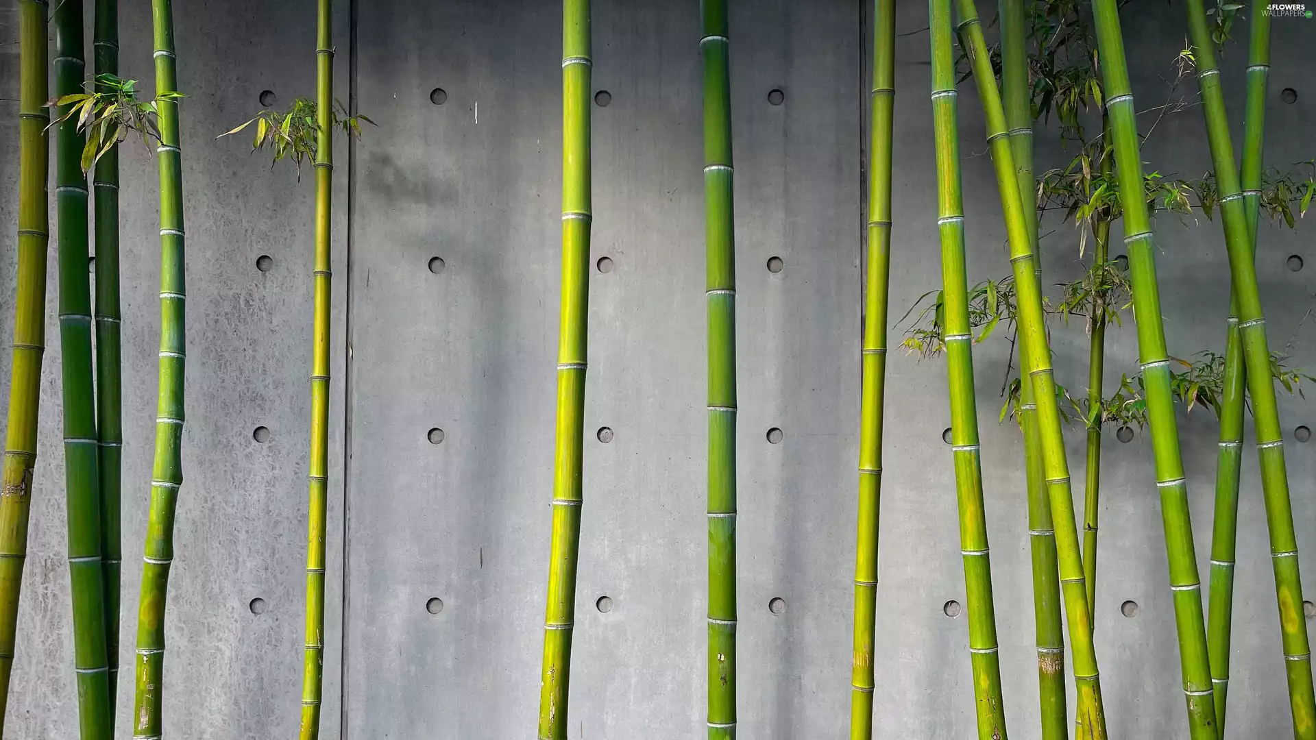 bamboo, plant, wall, stems