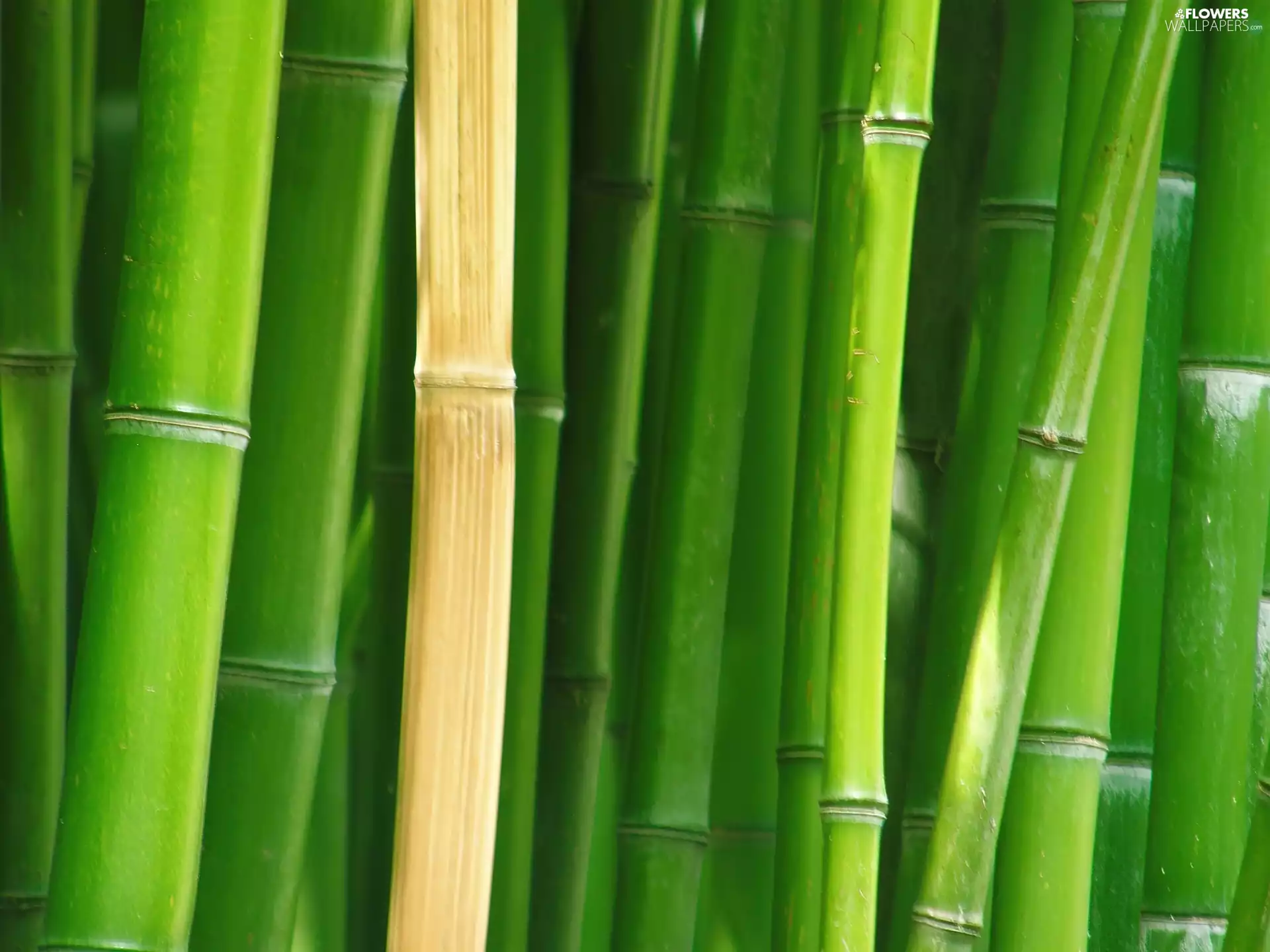 stems, bamboo