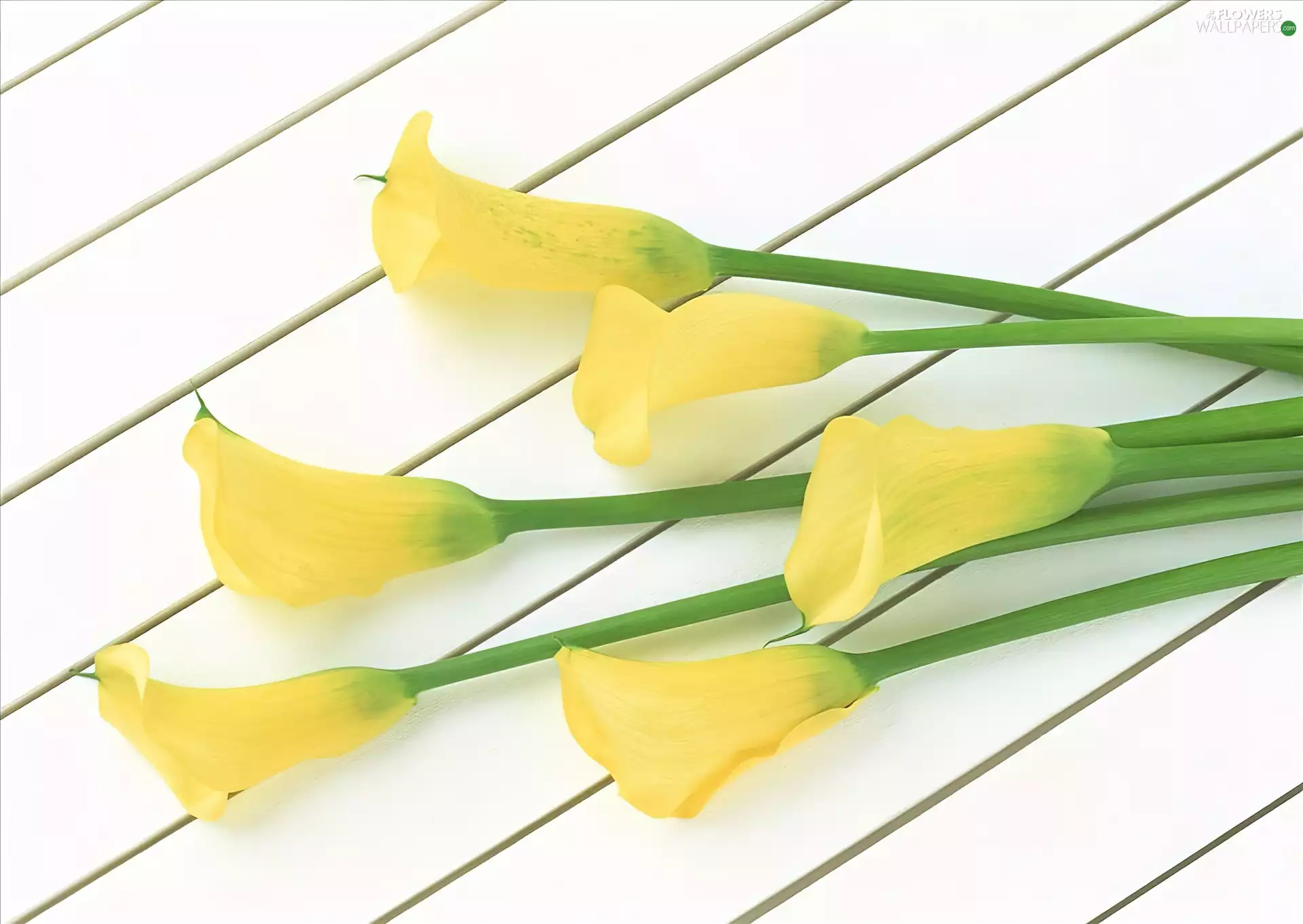 stems, Yellow, Calla