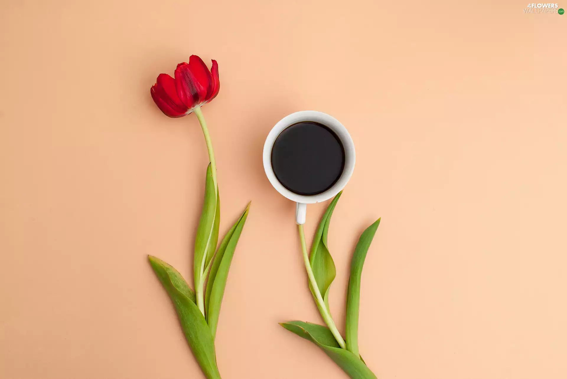 coffee, Colourfull Flowers, stems, cup, Leaf, tulip