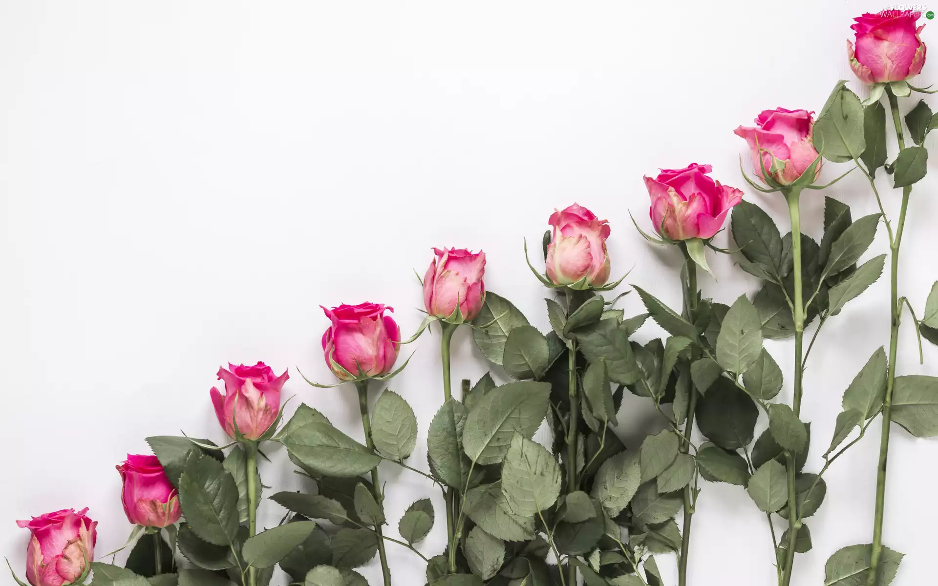 Leaf, stems, Pink, roses, Flowers