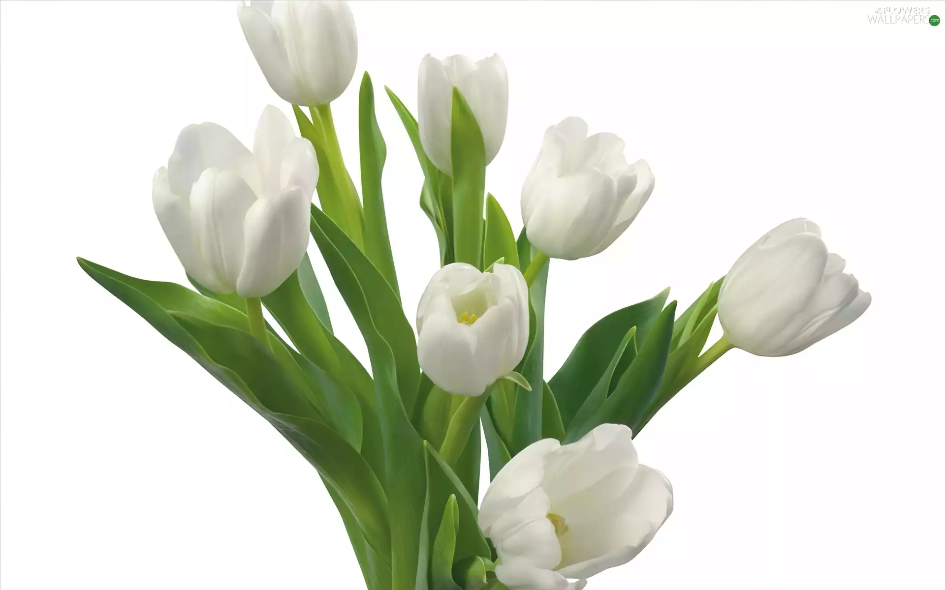 stems, White, Tulips