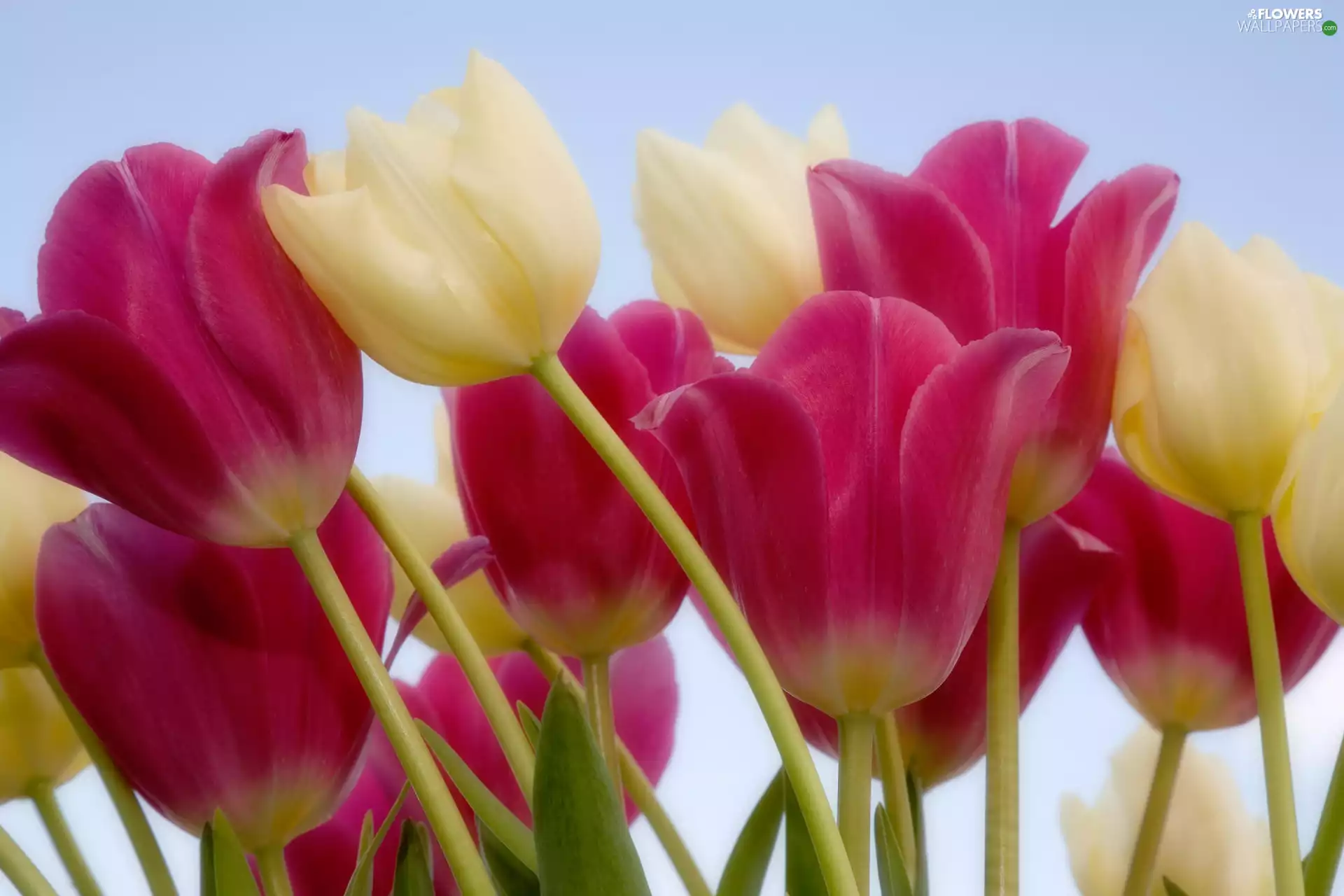 Tulips, stems