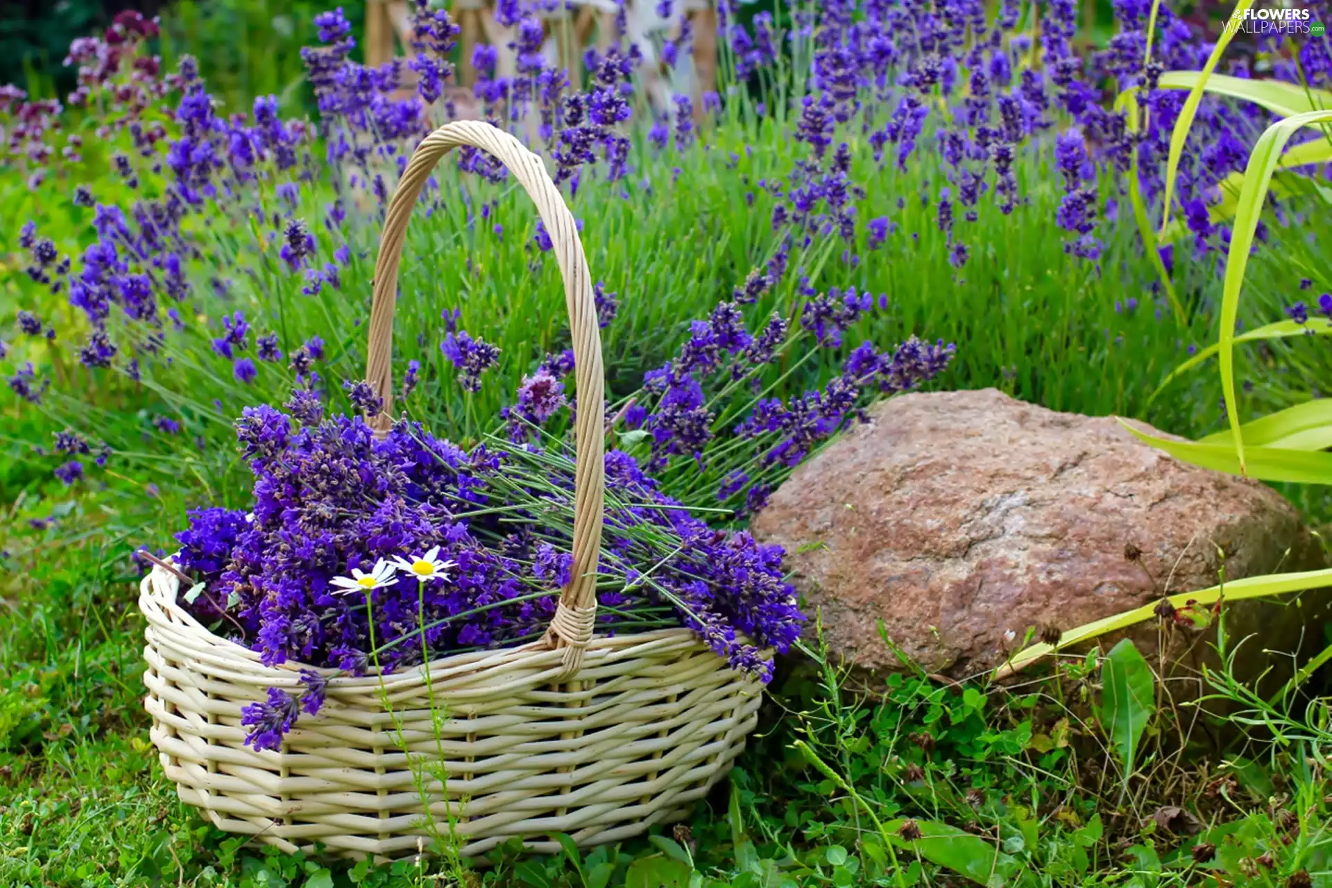 Stone, lavender, basket