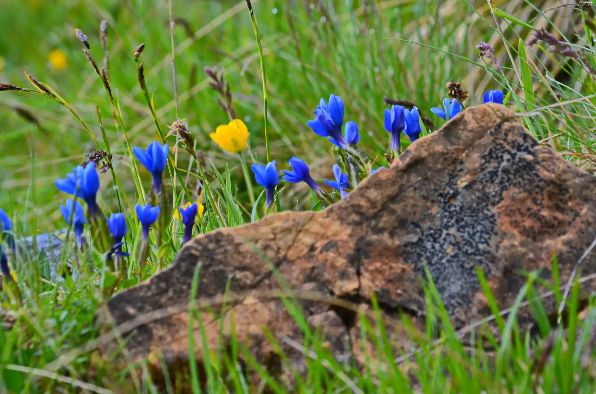 crocuses, Meadow, Spring, Stone