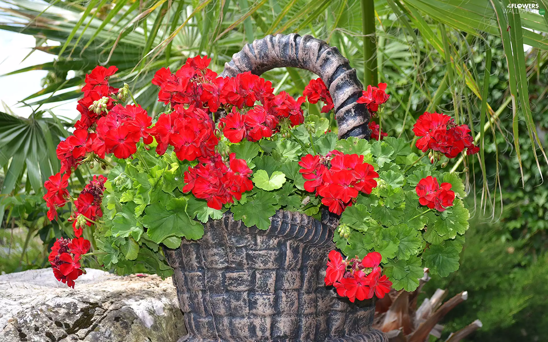 stone, red hot, green ones, geranium, Flowers, basket, Leaf