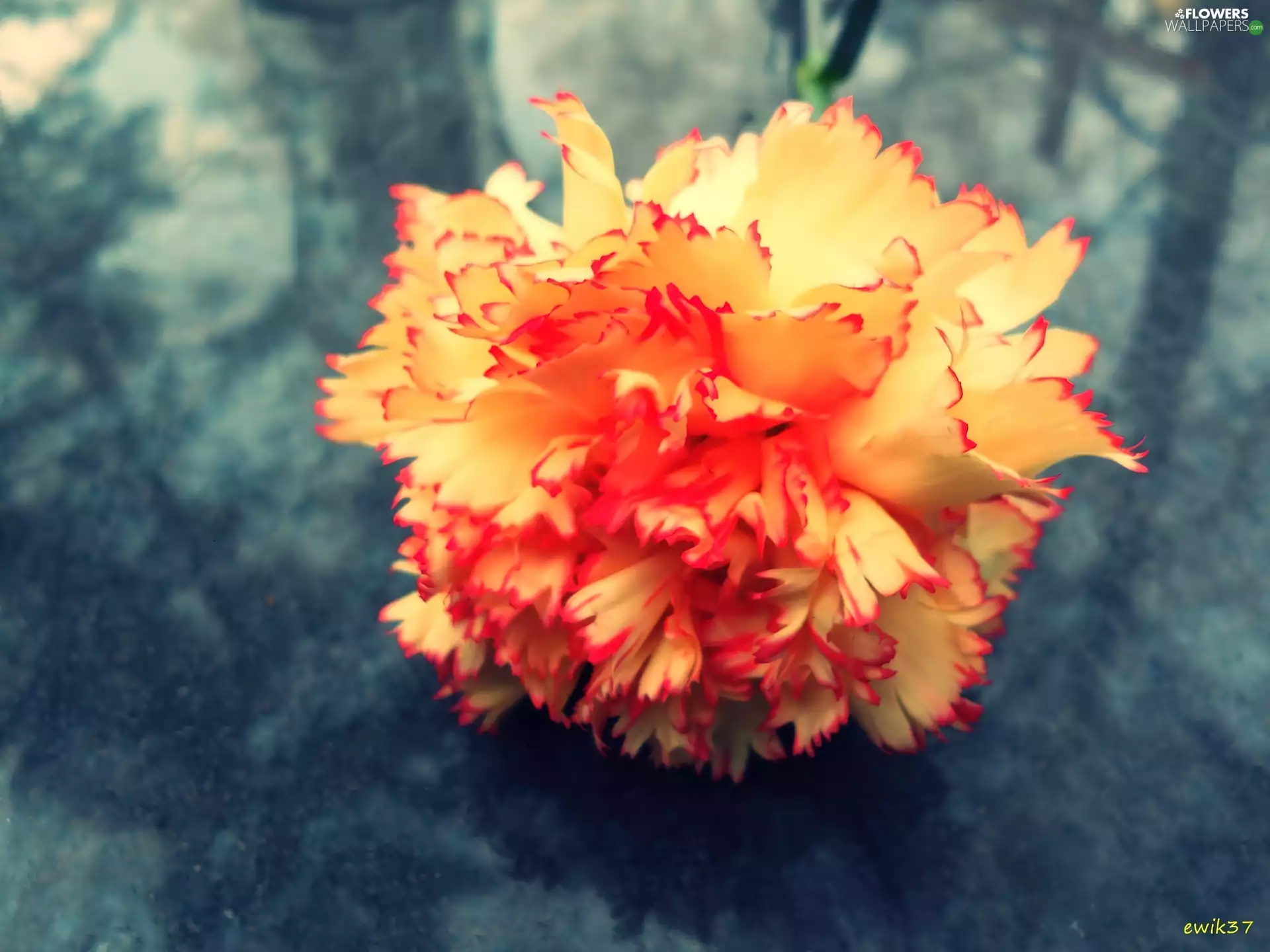 Gillyflower, CD, reflections, stone