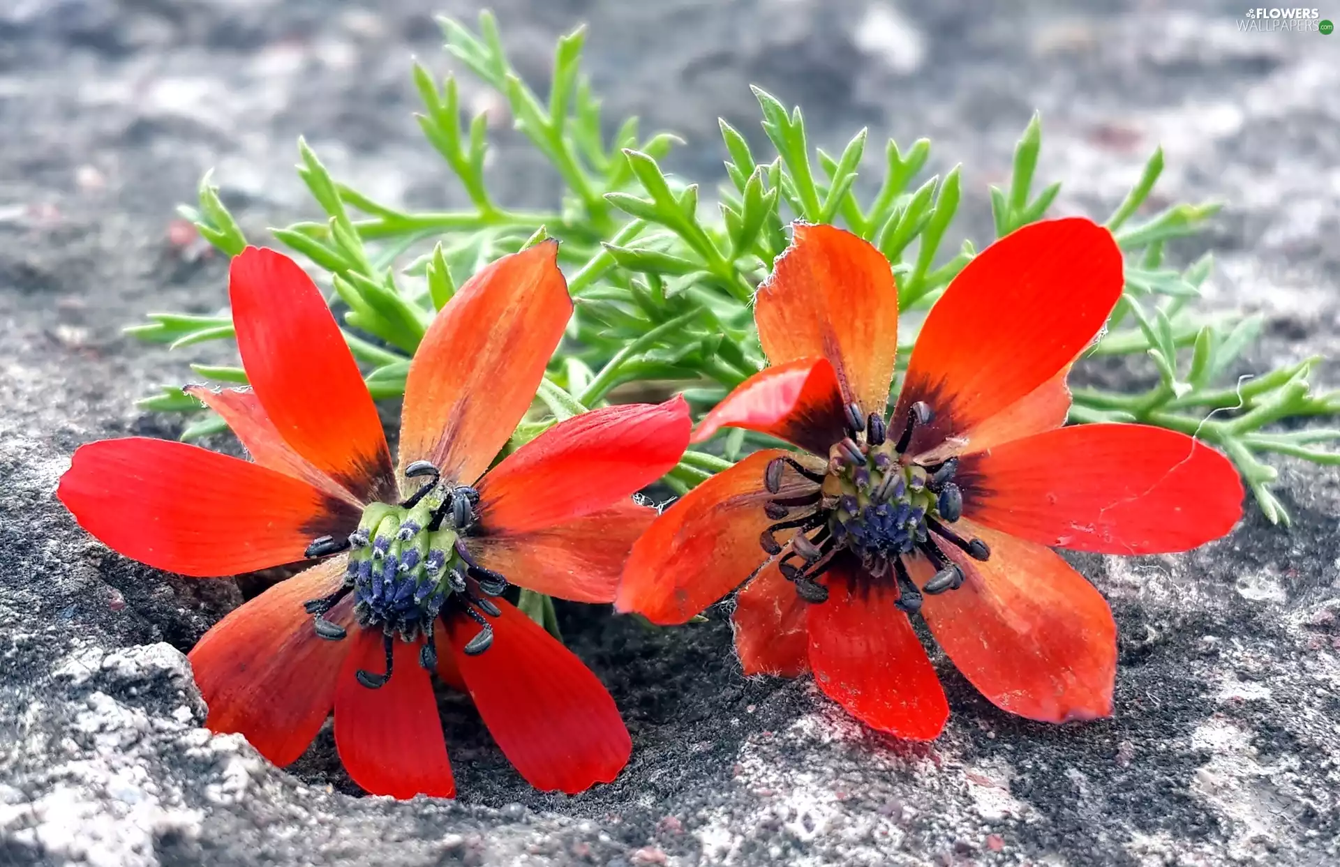 Stone, papavers, leaves