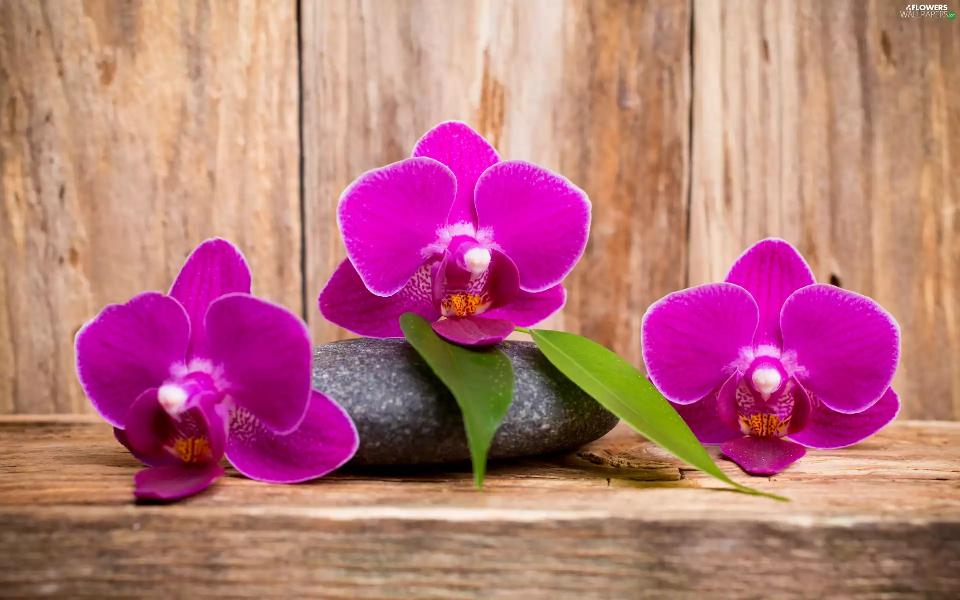 Orchidee, Flowers, leaves, Stone, purple, orchids