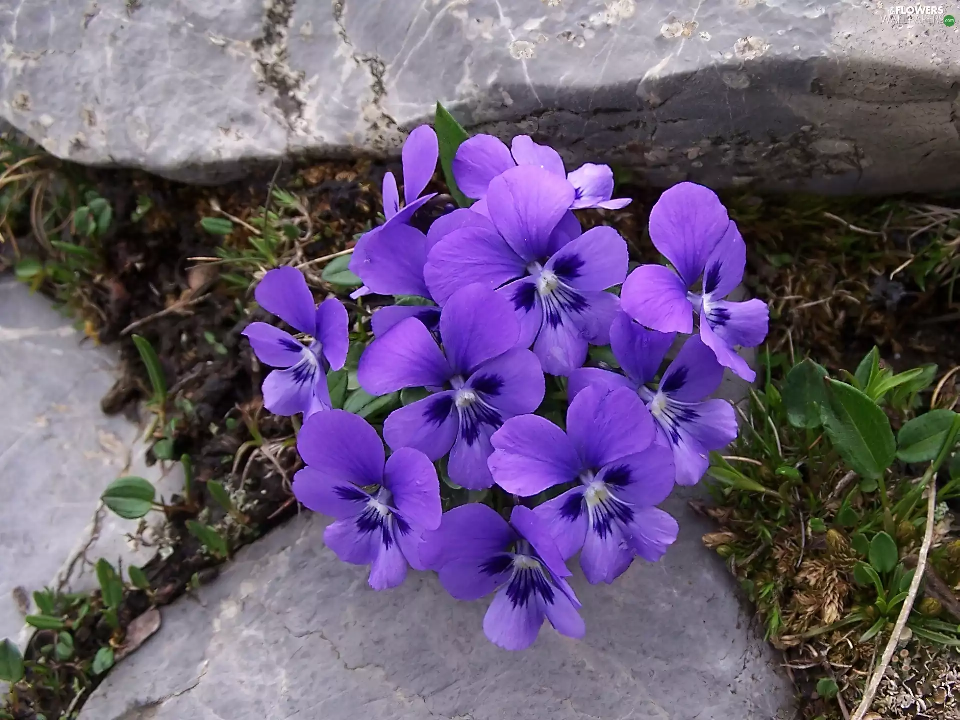 pansy, Stones