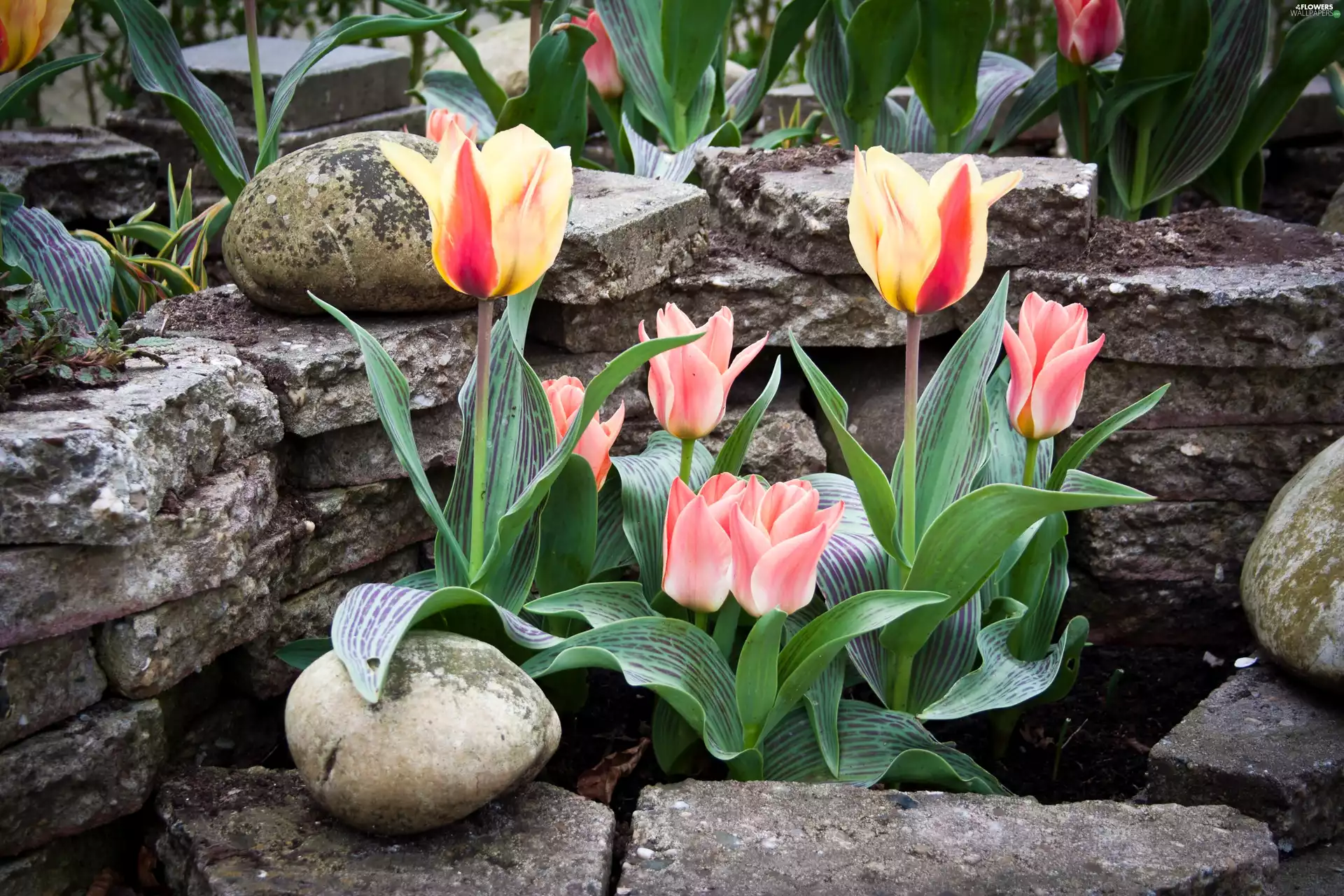 Stones, Tulips, Garden