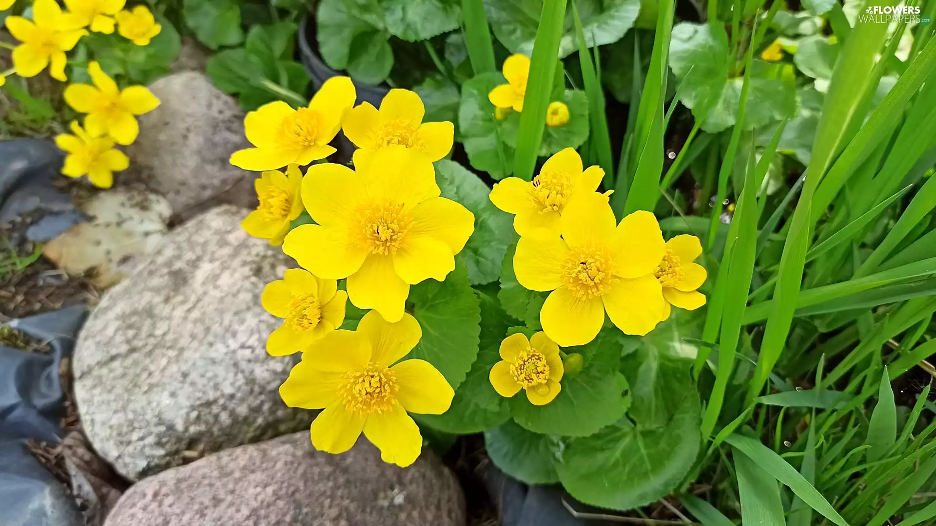 Yellow, marigolds, leaves, Stones, Flowers, Marsh-Marigold