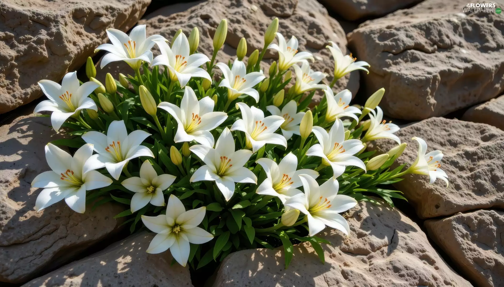 Stones, White, lilies