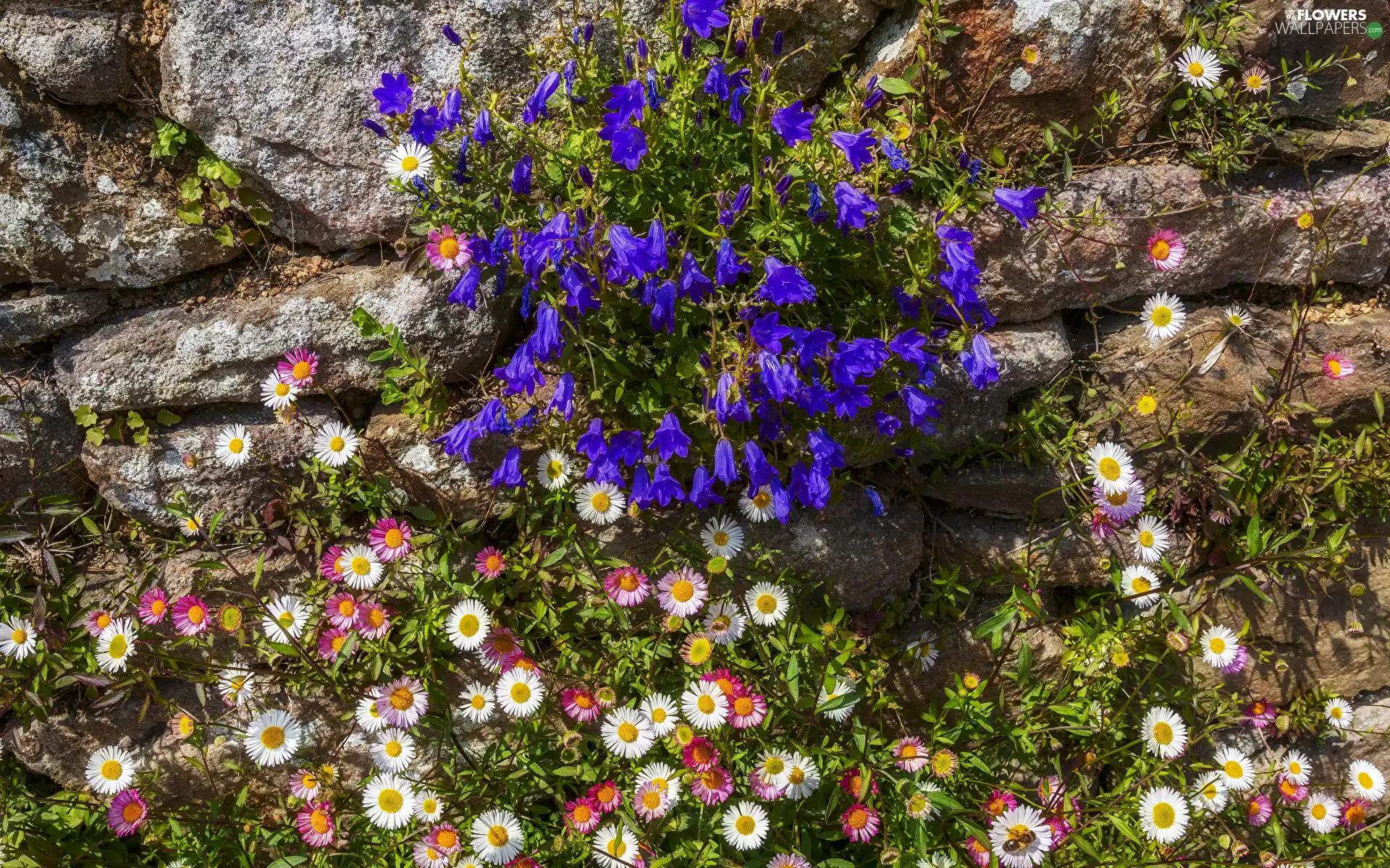 daisies, Flowers, rock, Stones, ledge, ringtones