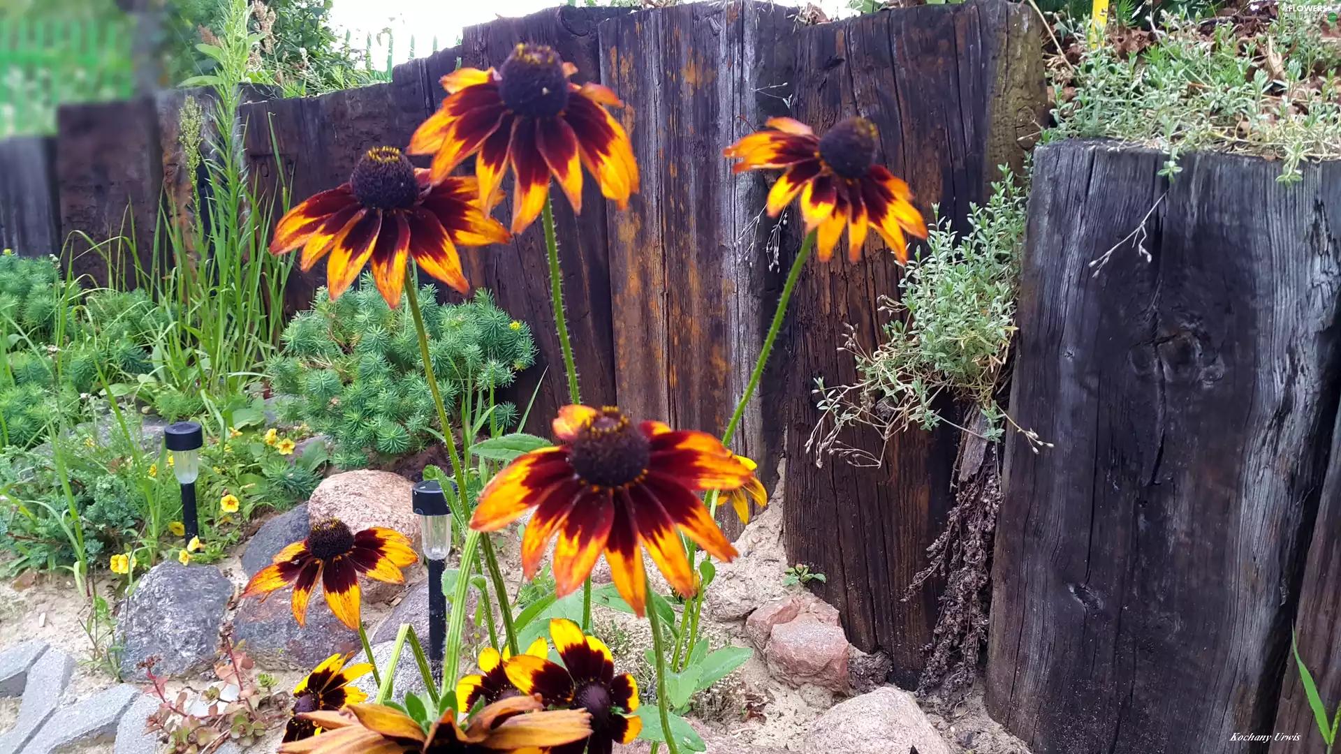 Rudbeckia, Fance, Plants, Stones