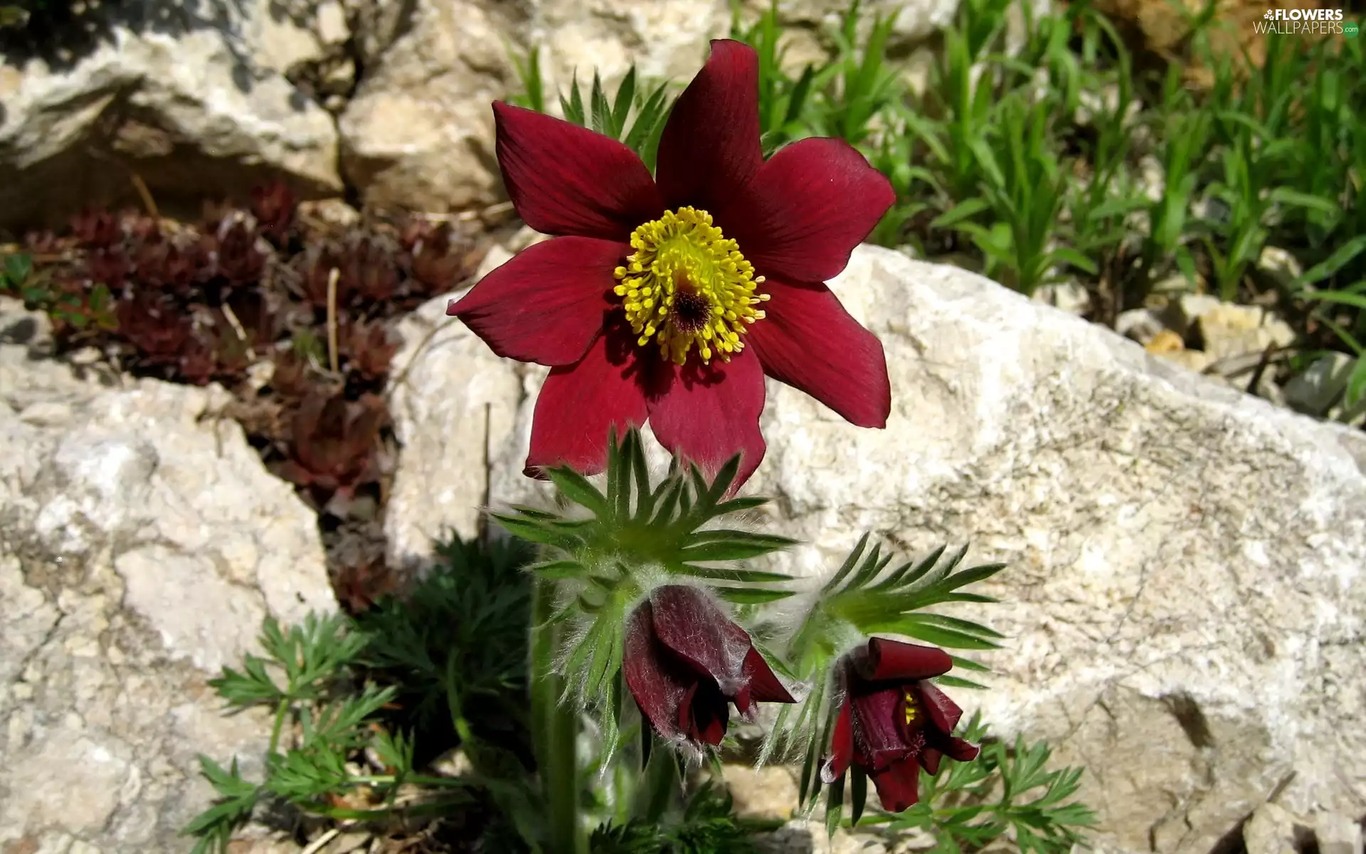 Stones, pasque, Spring