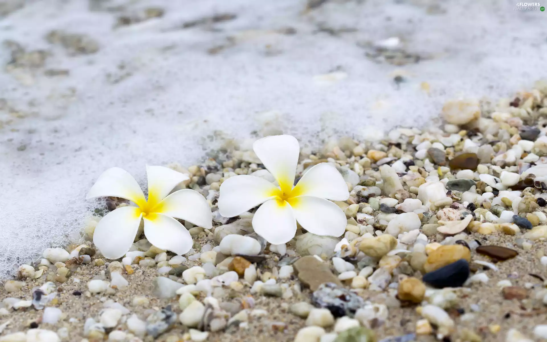 Two cars, Plumeria, Stones, Flowers, water