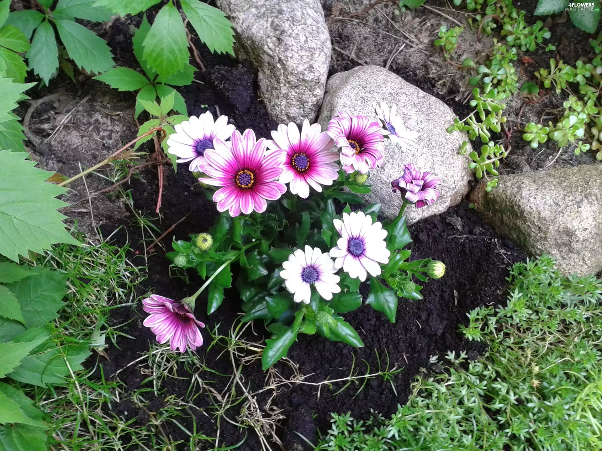 Caucasian, Stones, White, Violet, daisy